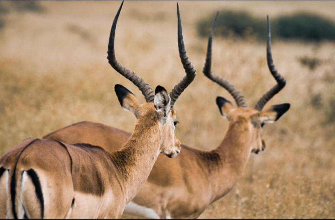 3-Day Maasai Mara Shared Jeep Safari from Nairobi