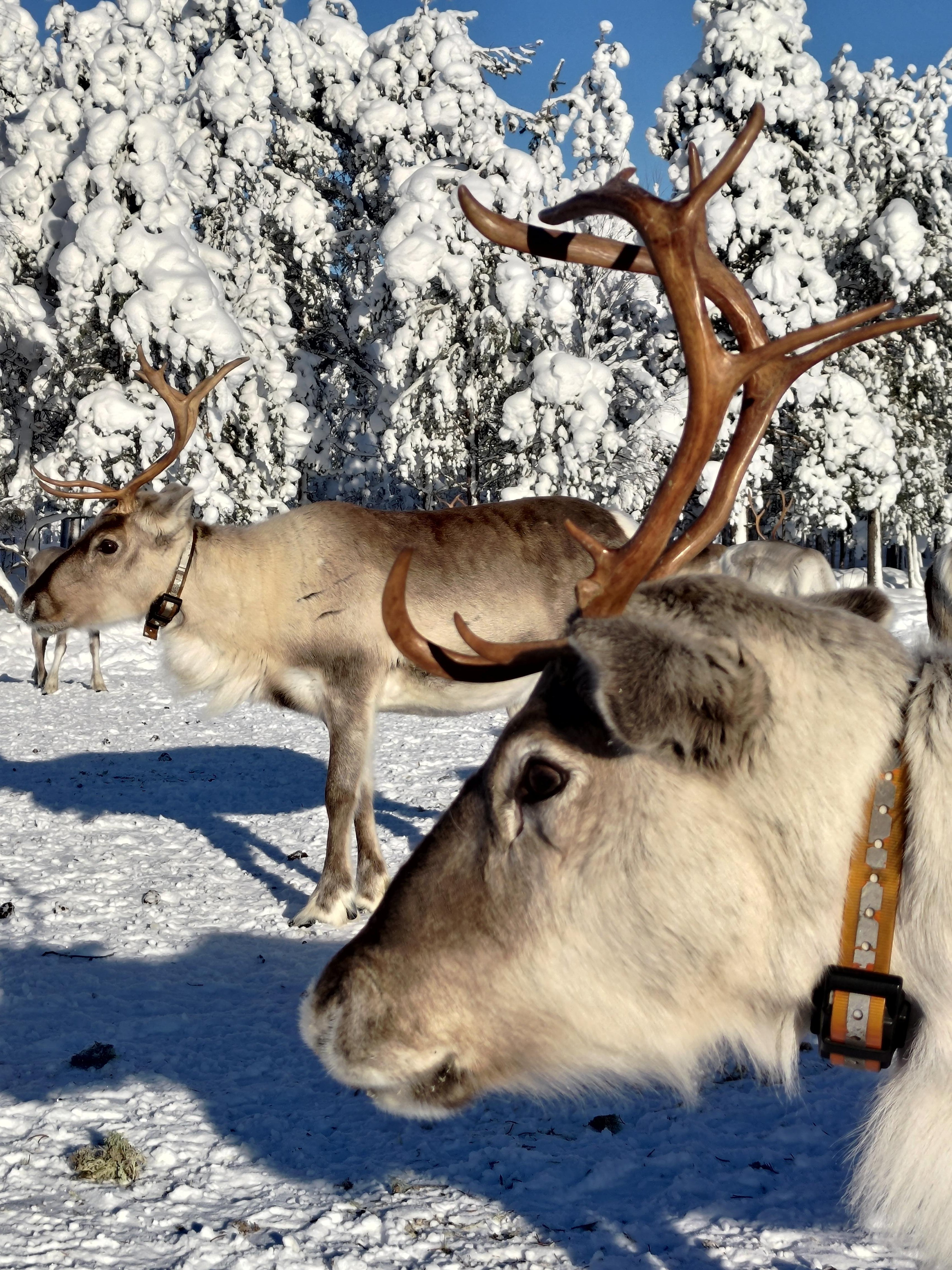 Rovaniemi Reindeer Farm: Herd Encounter & Lapland Culture
