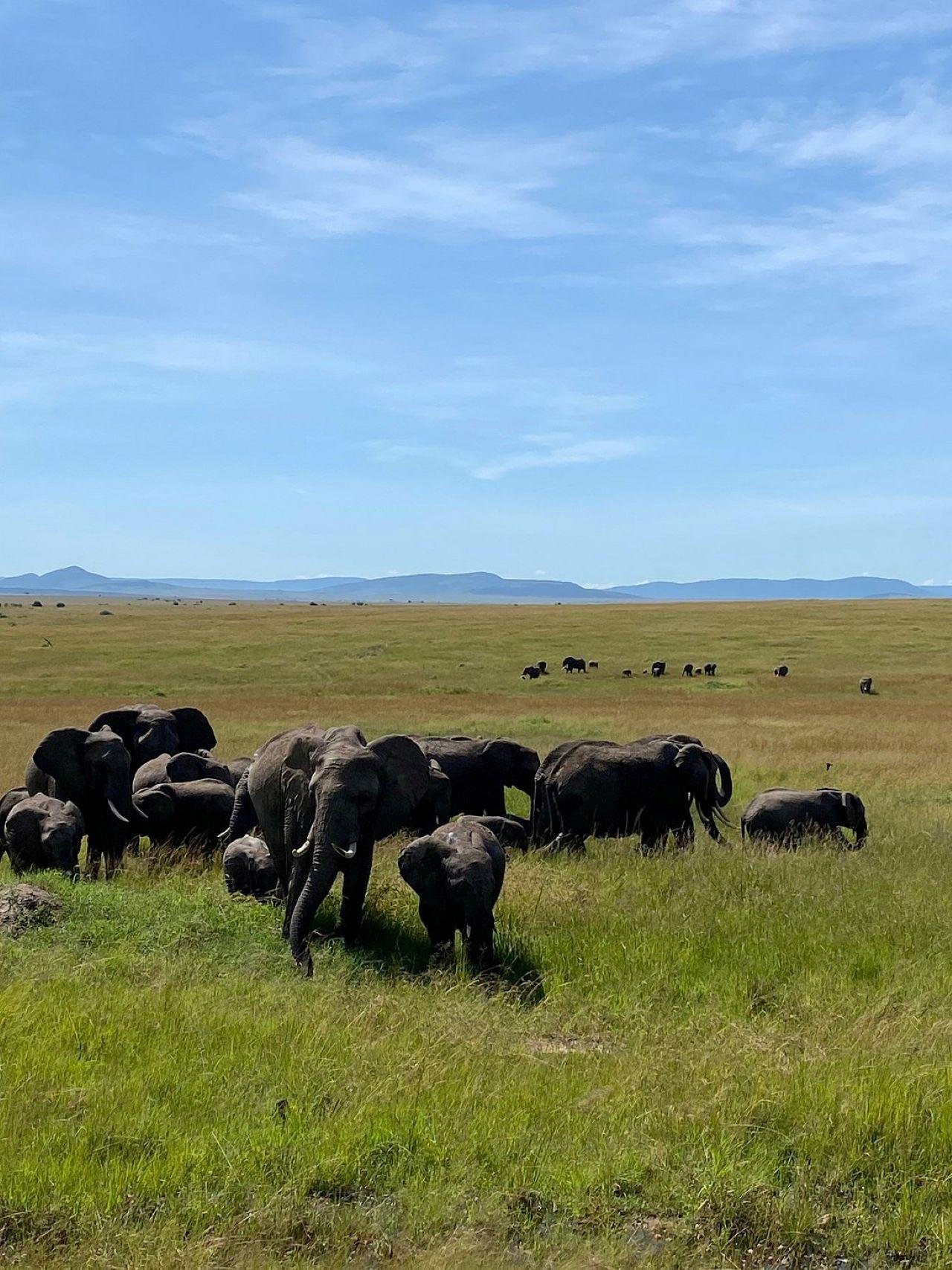 3-Day Maasai Mara Shared Jeep Safari from Nairobi