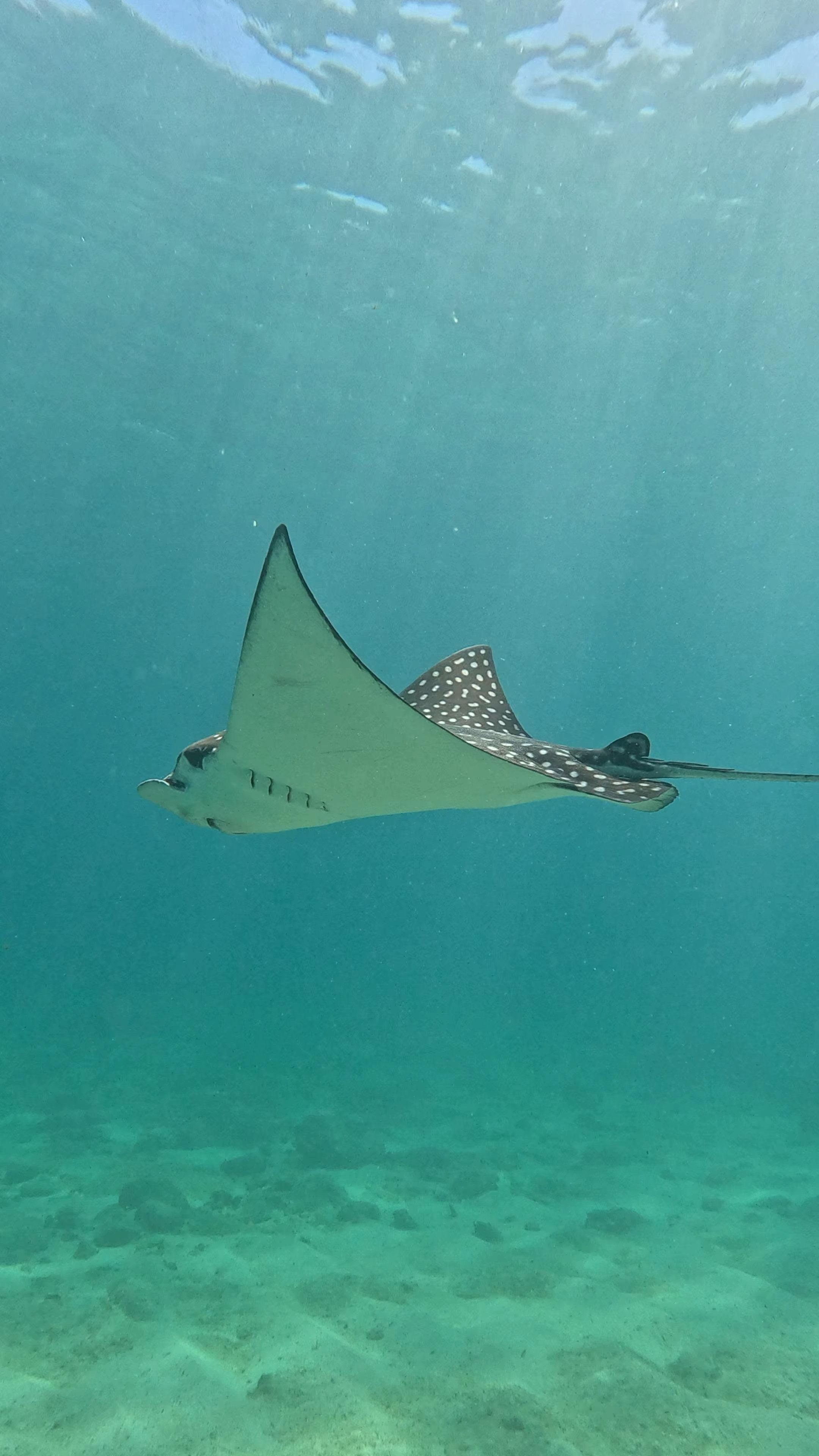 Cabo San Lucas: Paddle Board or Kayak & Snorkel Adventure