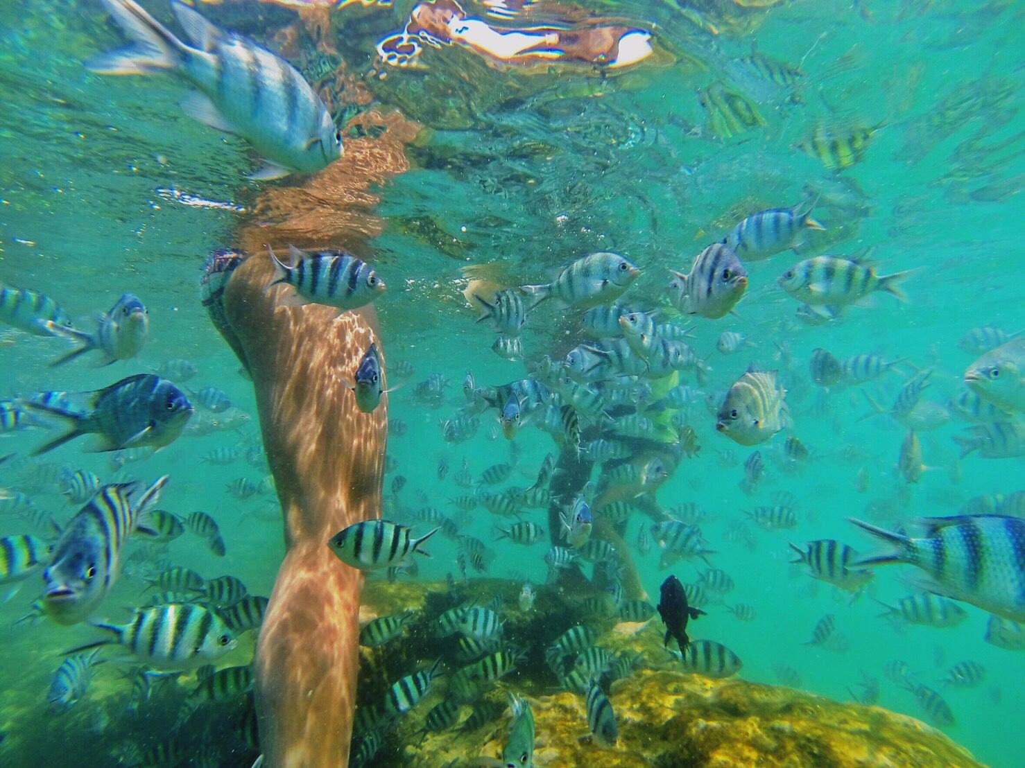 Pig Island & Koh Tan Snorkeling Express