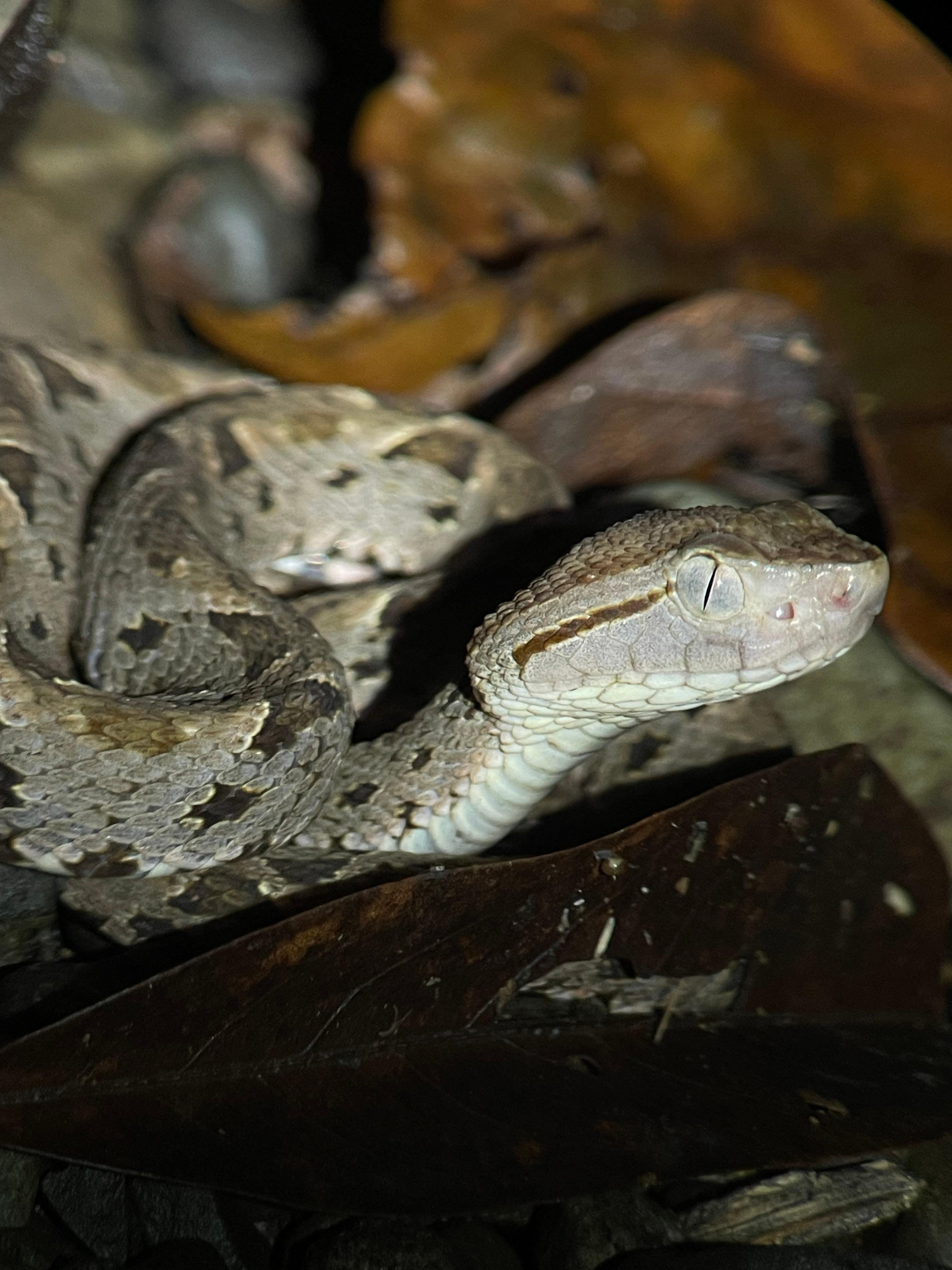 Manuel Antonio Night Wildlife Walk with Expert Naturalist
