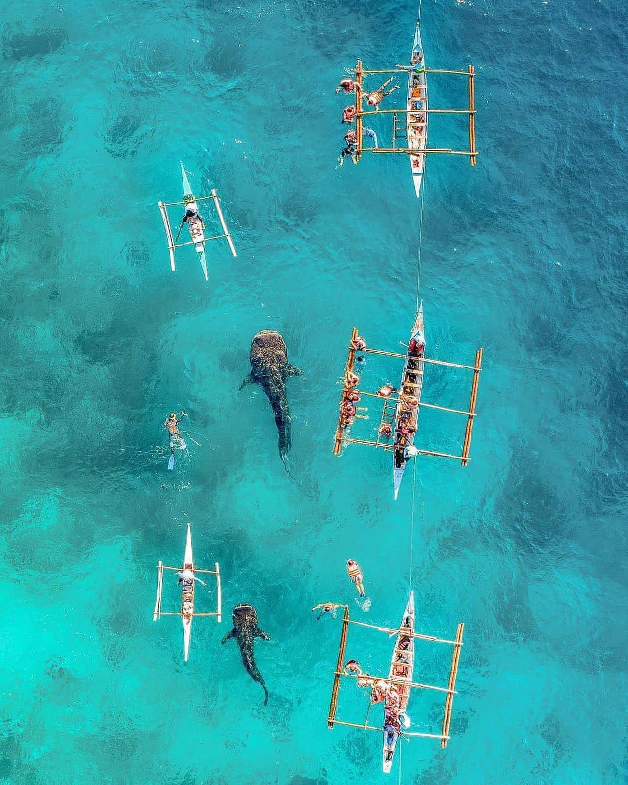 Cebu Private Day Tour: Whale Shark Swimming & Kawasan Canyoneering