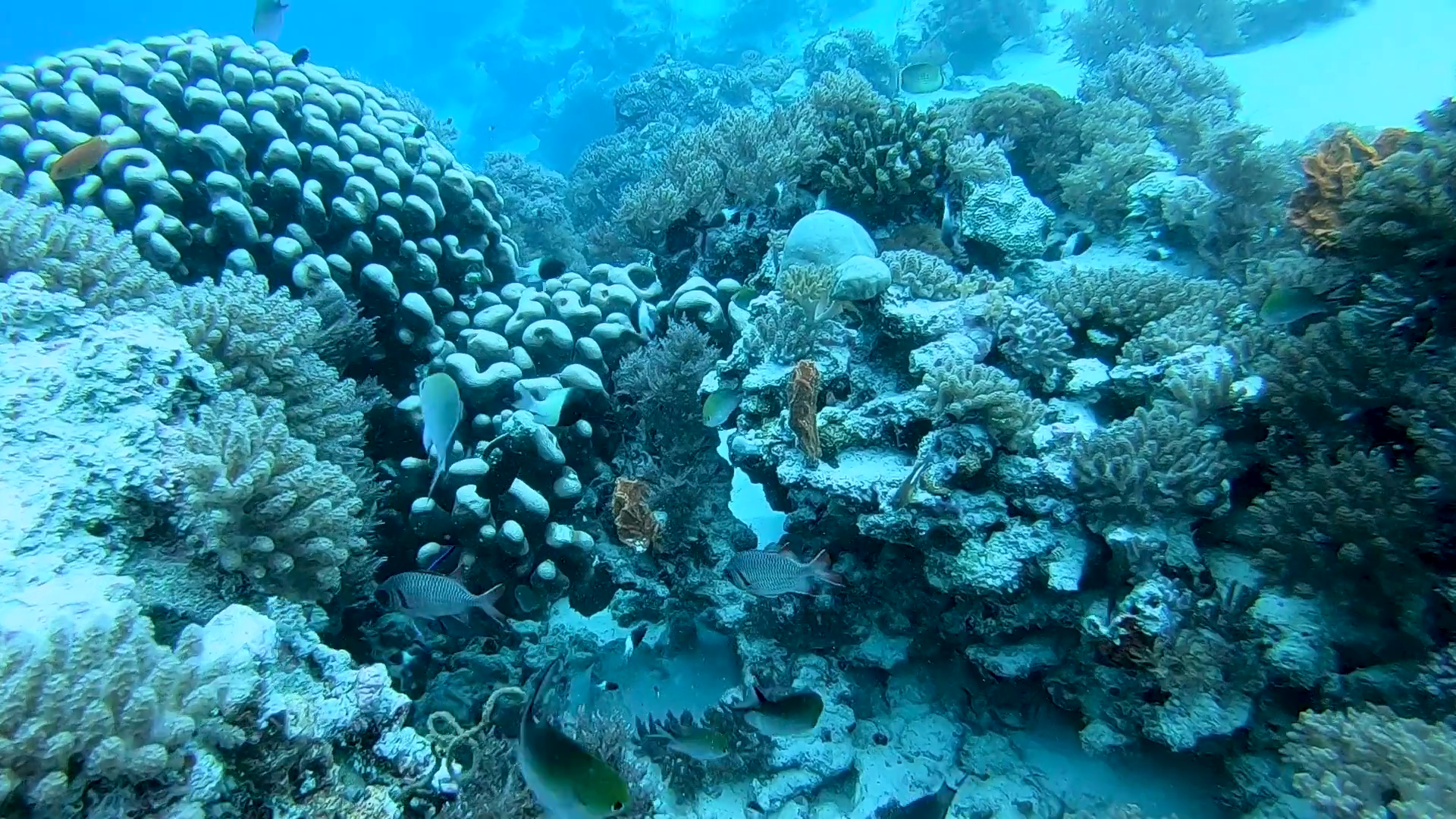 Mnemba Atoll Dolphin & Snorkel Boat Adventure from Kendwa or Nungwi
