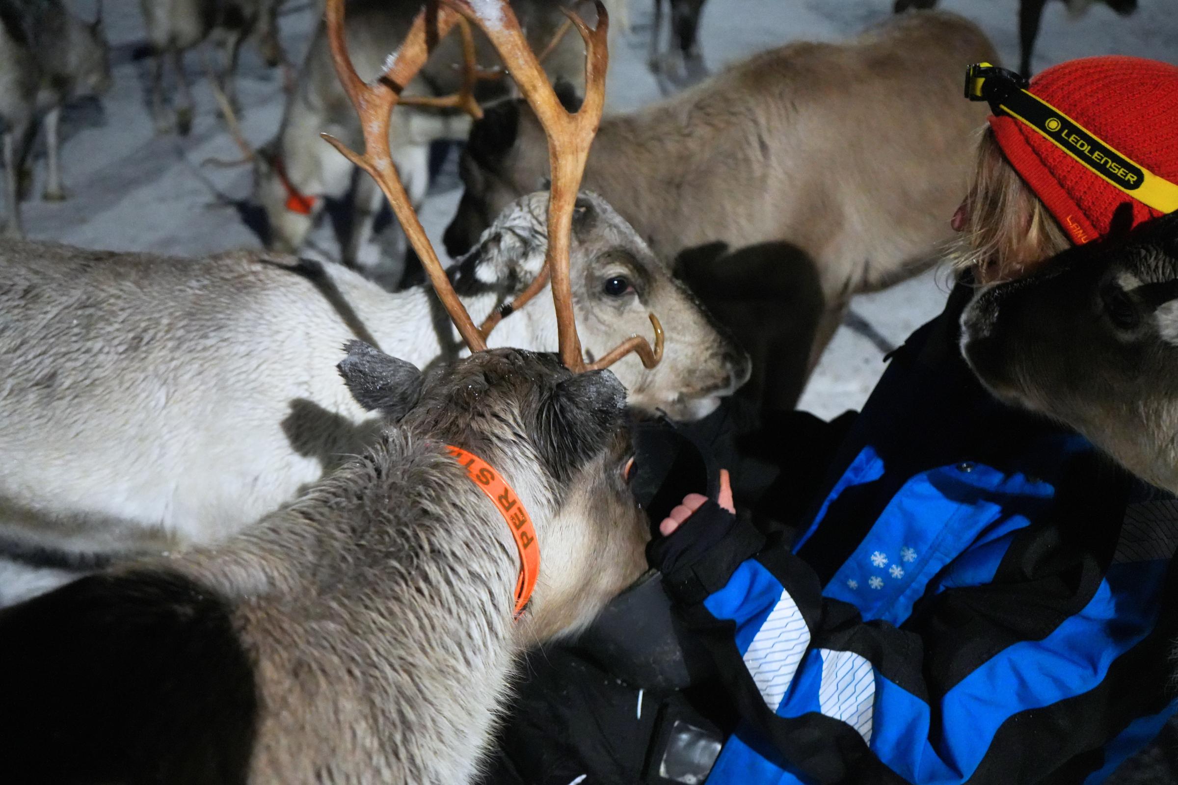 Reindeer Feeding & a Chance of Northern Light with Dinner