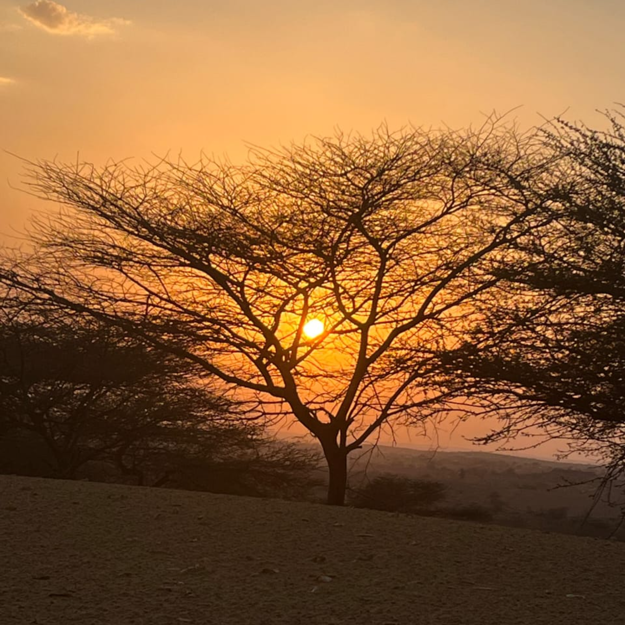 Thar Desert Overnight Camel Safari & Village Stay