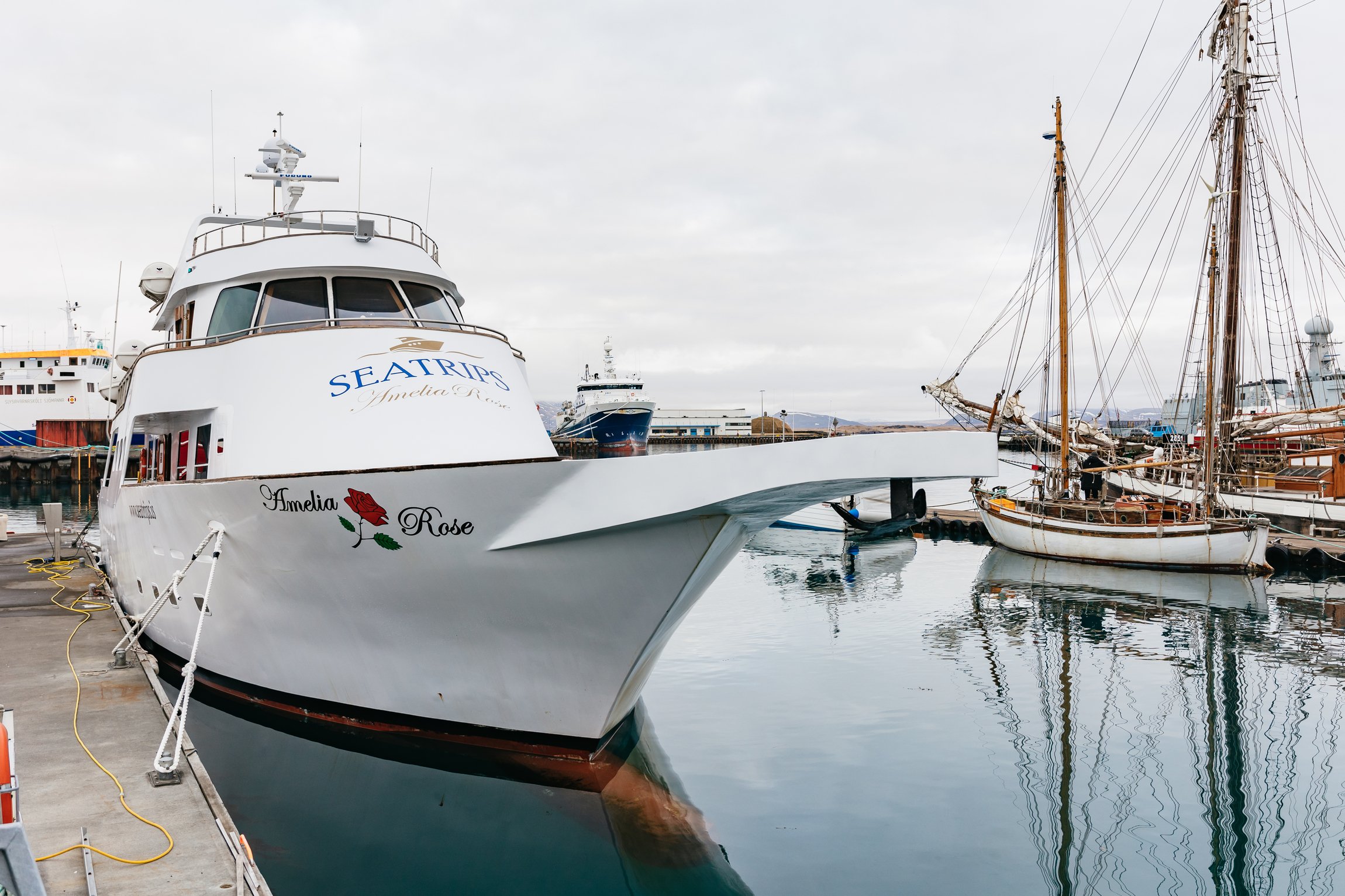Amelia Rose Yacht Whale Watching Adventure