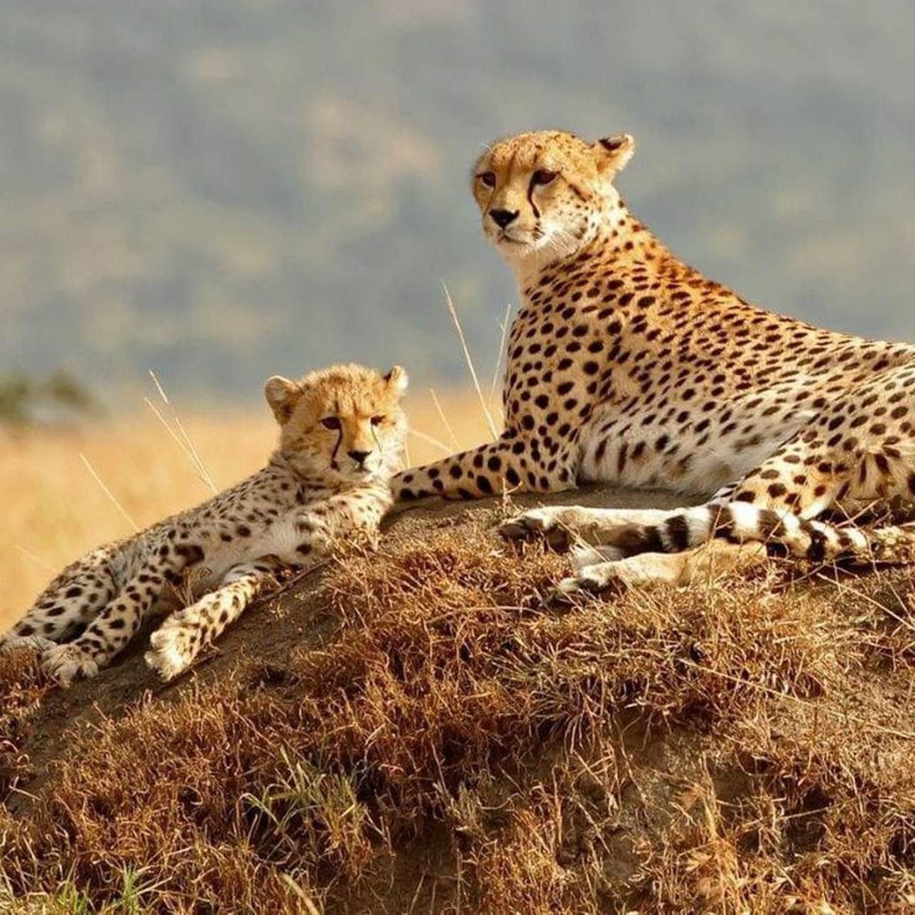 Nairobi Safari: National Park, Elephant Orphanage & Giraffe Center