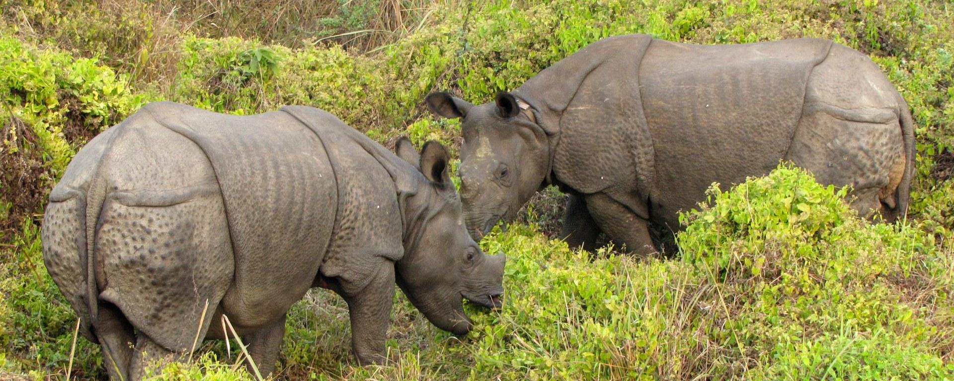3-Day All-Inclusive Chitwan National Park Safari
