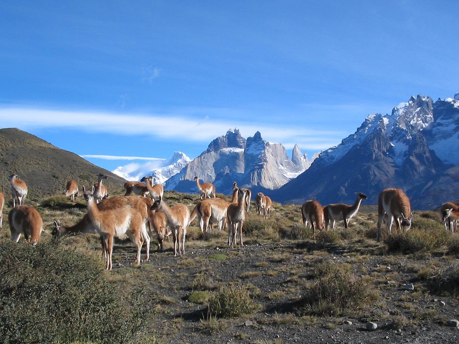Patagonian Wonders: 2-Day Torres del Paine & Perito Moreno Adventure