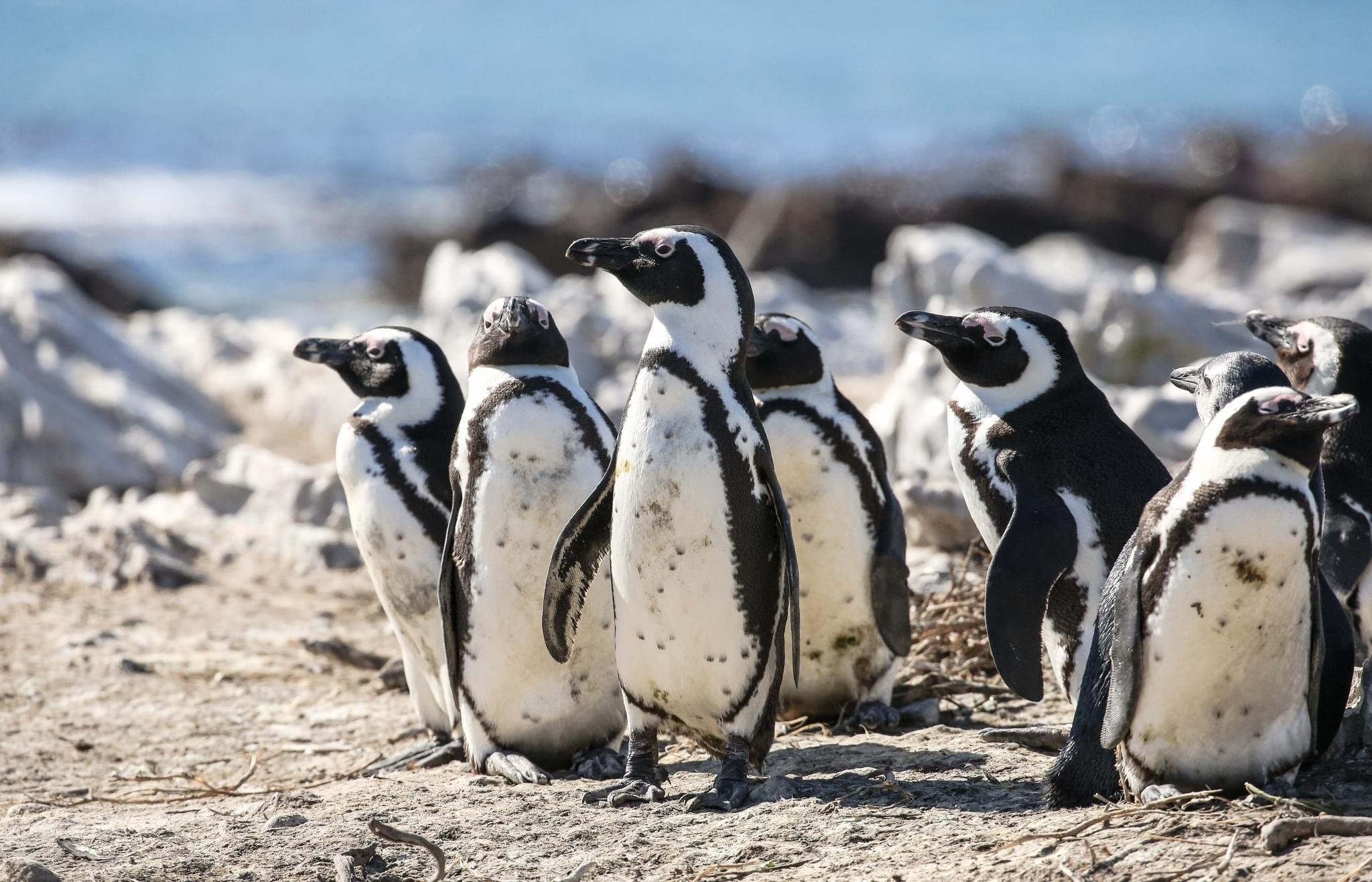 Cape Town Highlights: Table Mountain & Boulders Beach Full-Day Tour