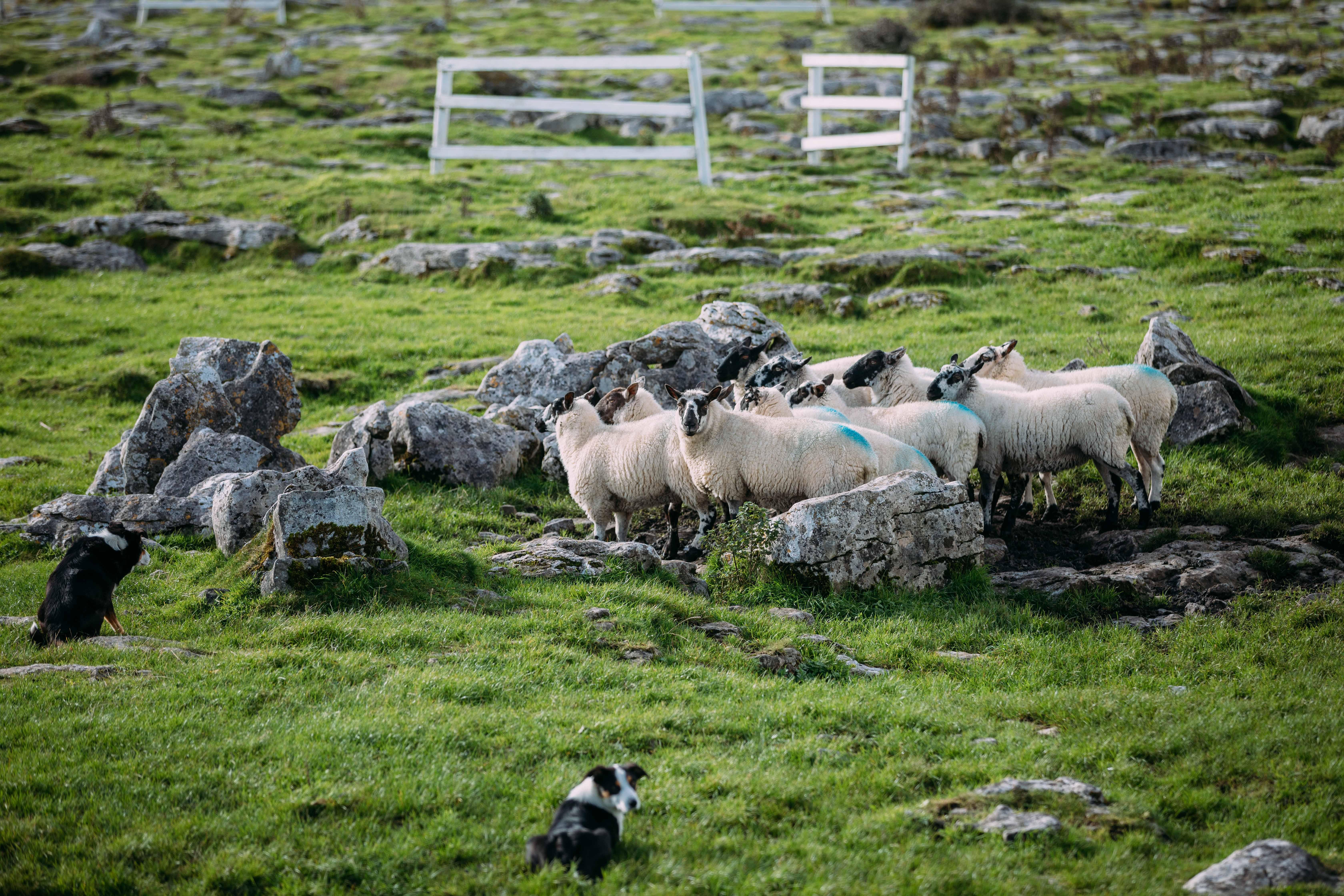 Cliffs of Moher Private Luxury Day Tour from Dublin