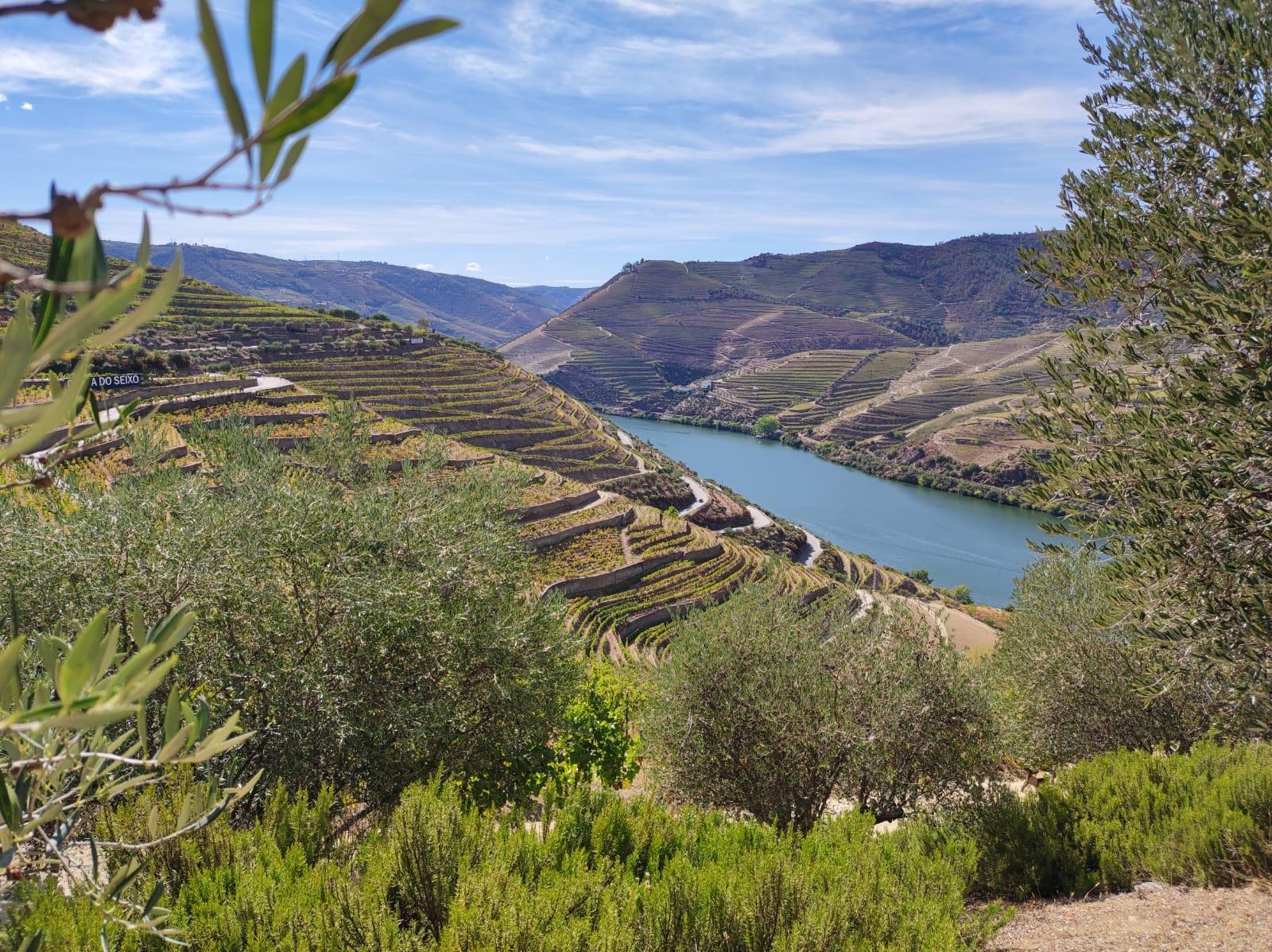 Douro Valley Wine Tour: 2 Wineries, Lunch & River Cruise