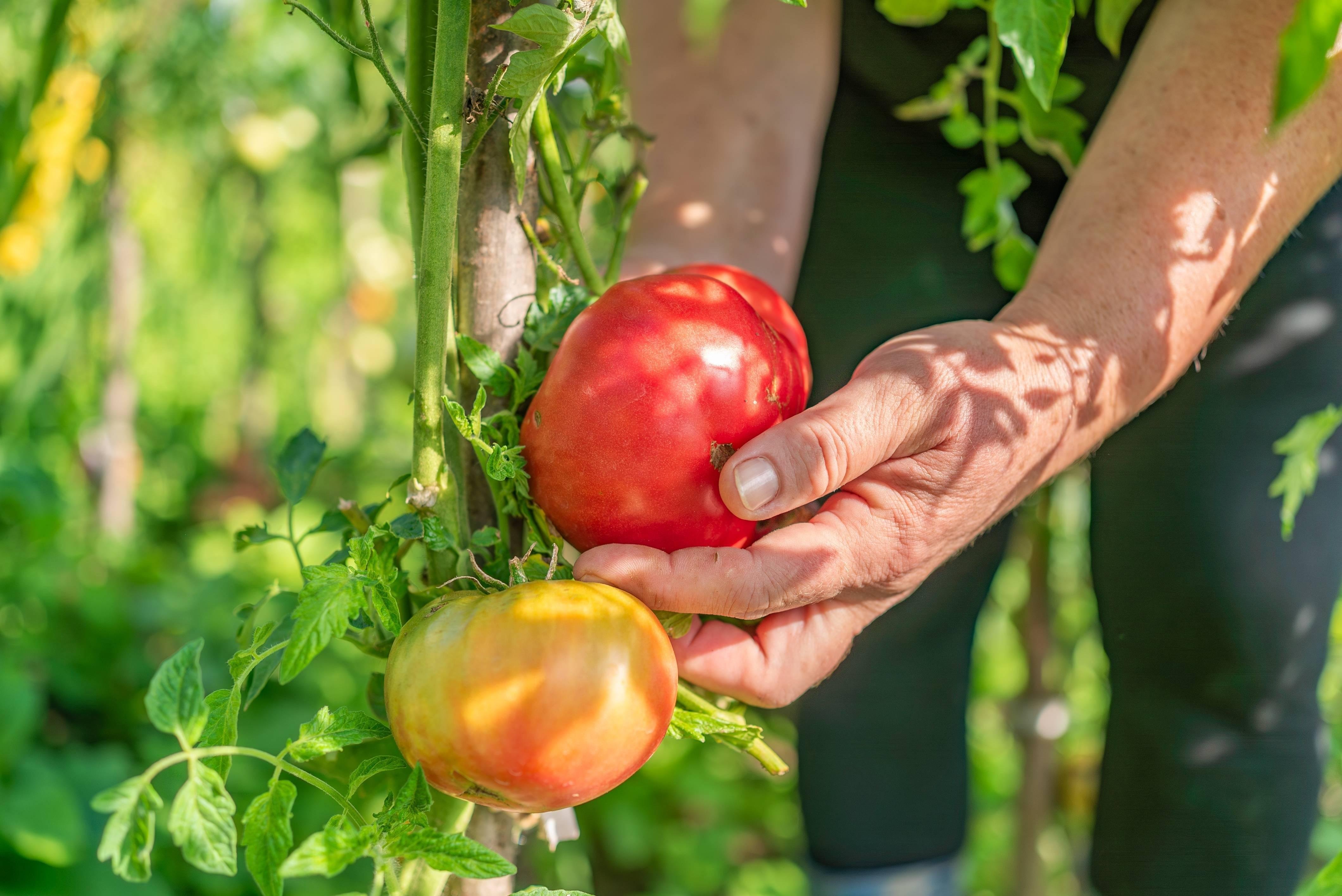 Amalfi Coast Farmhouse Pizza & Mozzarella Class