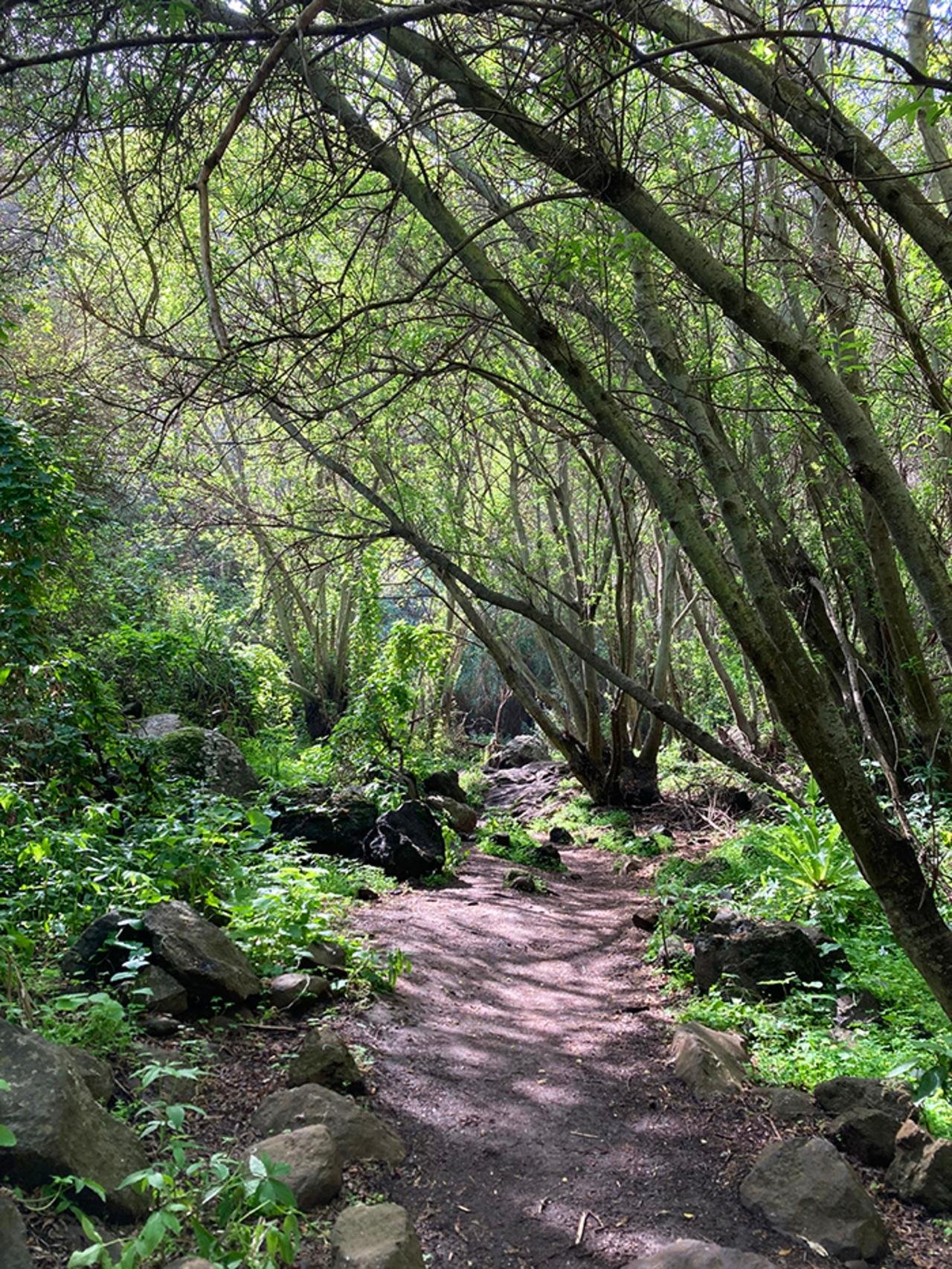 Laurisilva Forest Trek in Doramas Natural Park