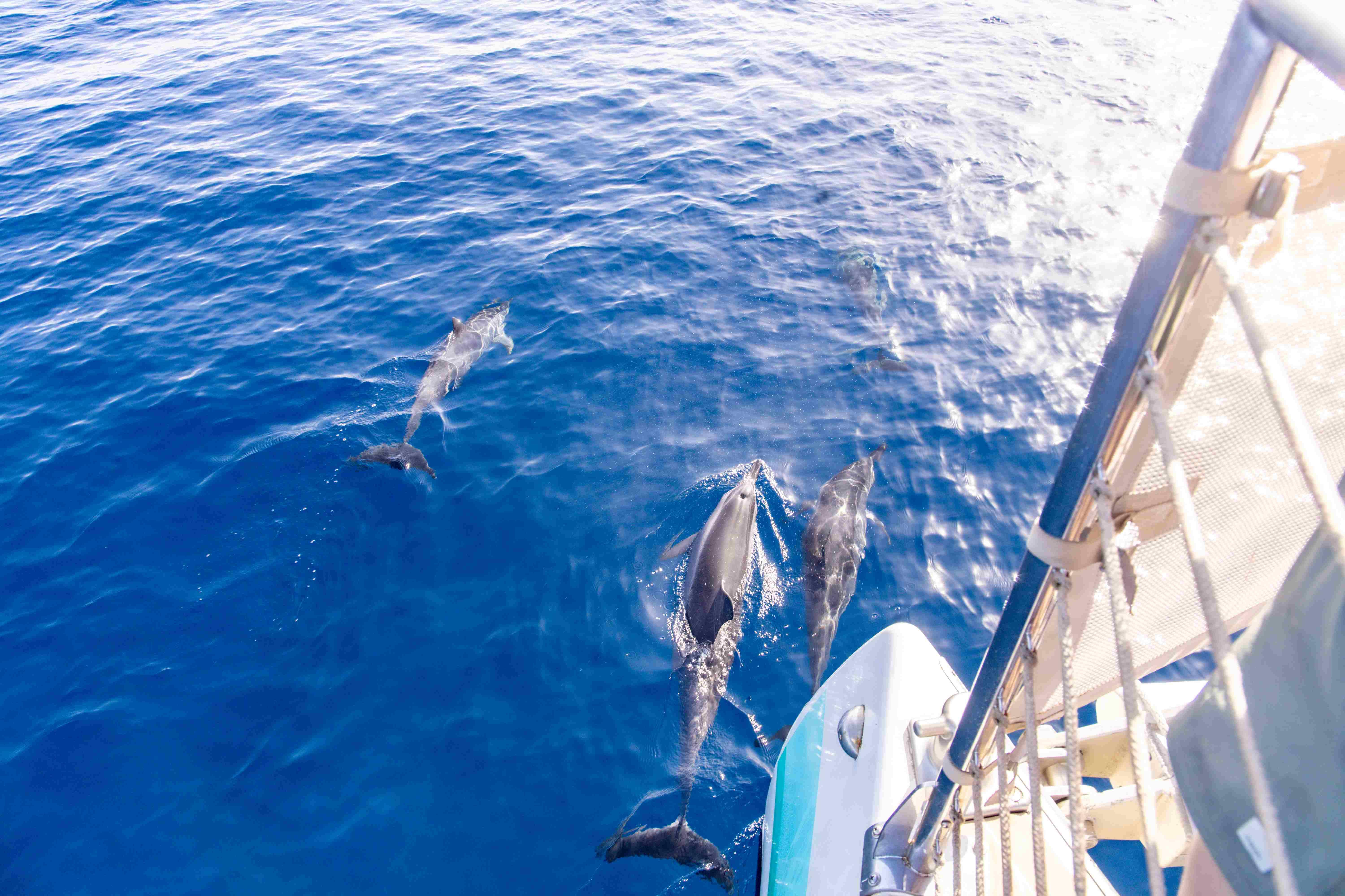 Kaanapali Wild Dolphin Sail with Lunch