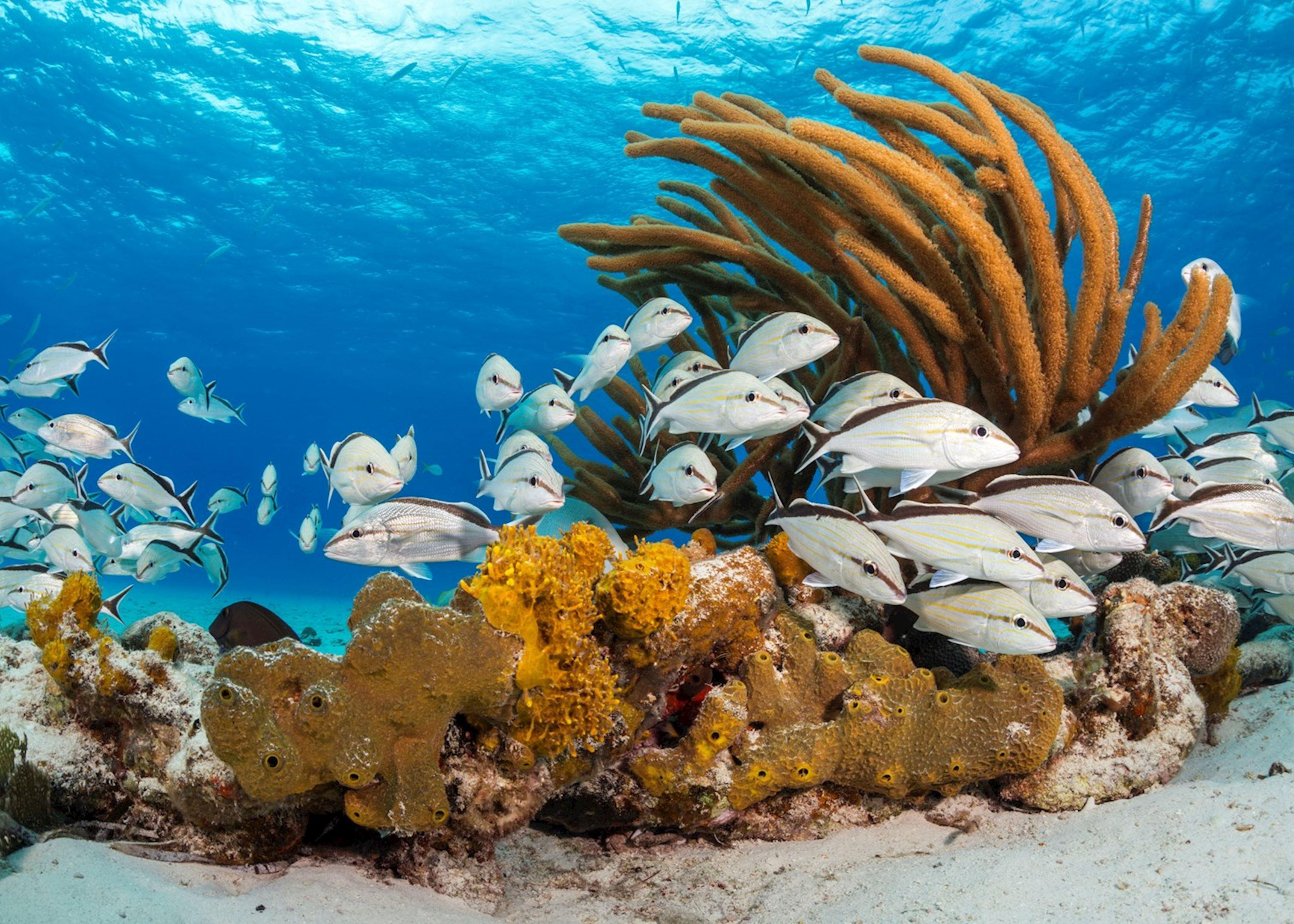 Nassau 3-Island Speedboat Adventure: Pigs, Turtles & Snorkeling