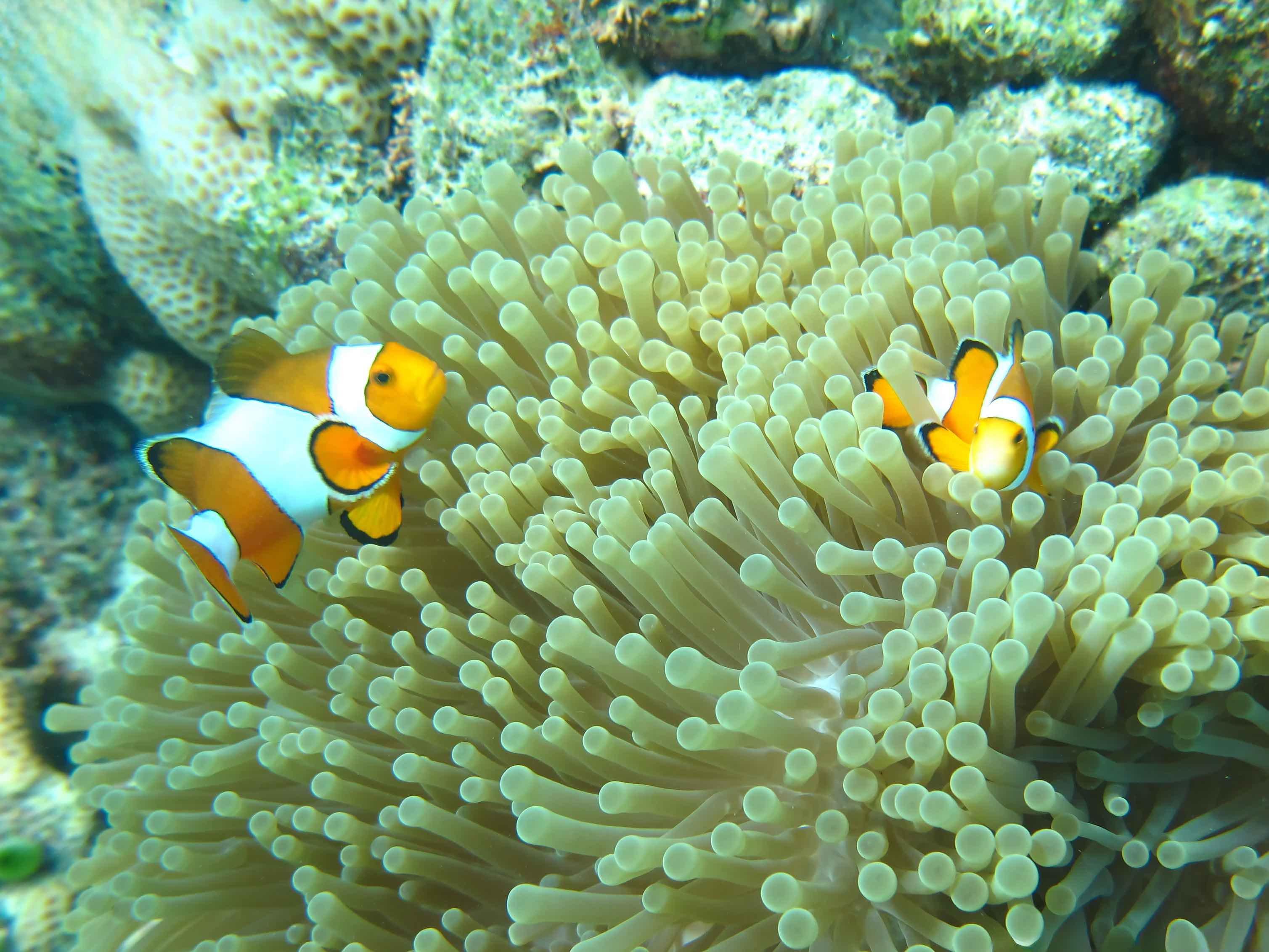Similan Islands Premium Catamaran Day Trip from Phuket