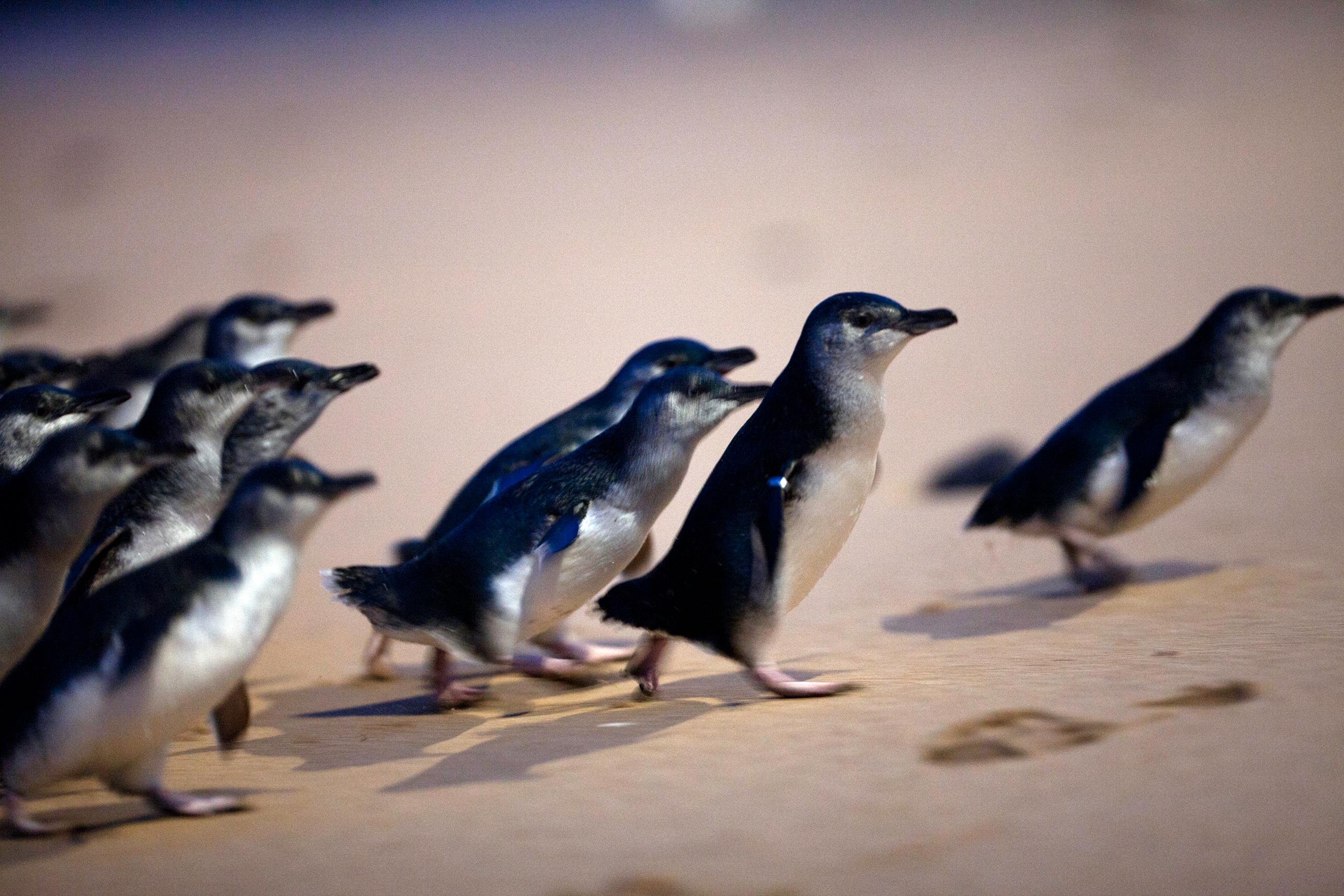 Phillip Island Wildlife & Penguin Parade Day Tour