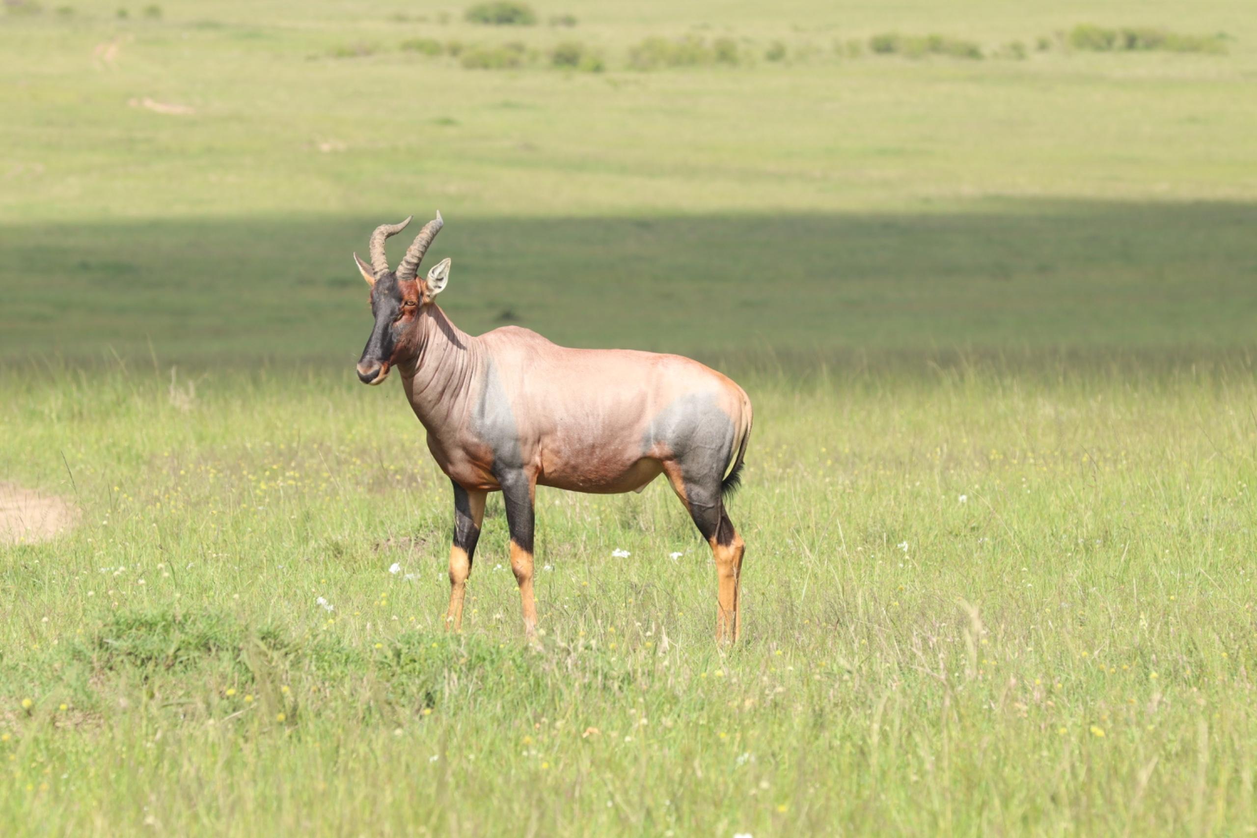 Maasai Mara Express: 1-Day Safari from Nairobi