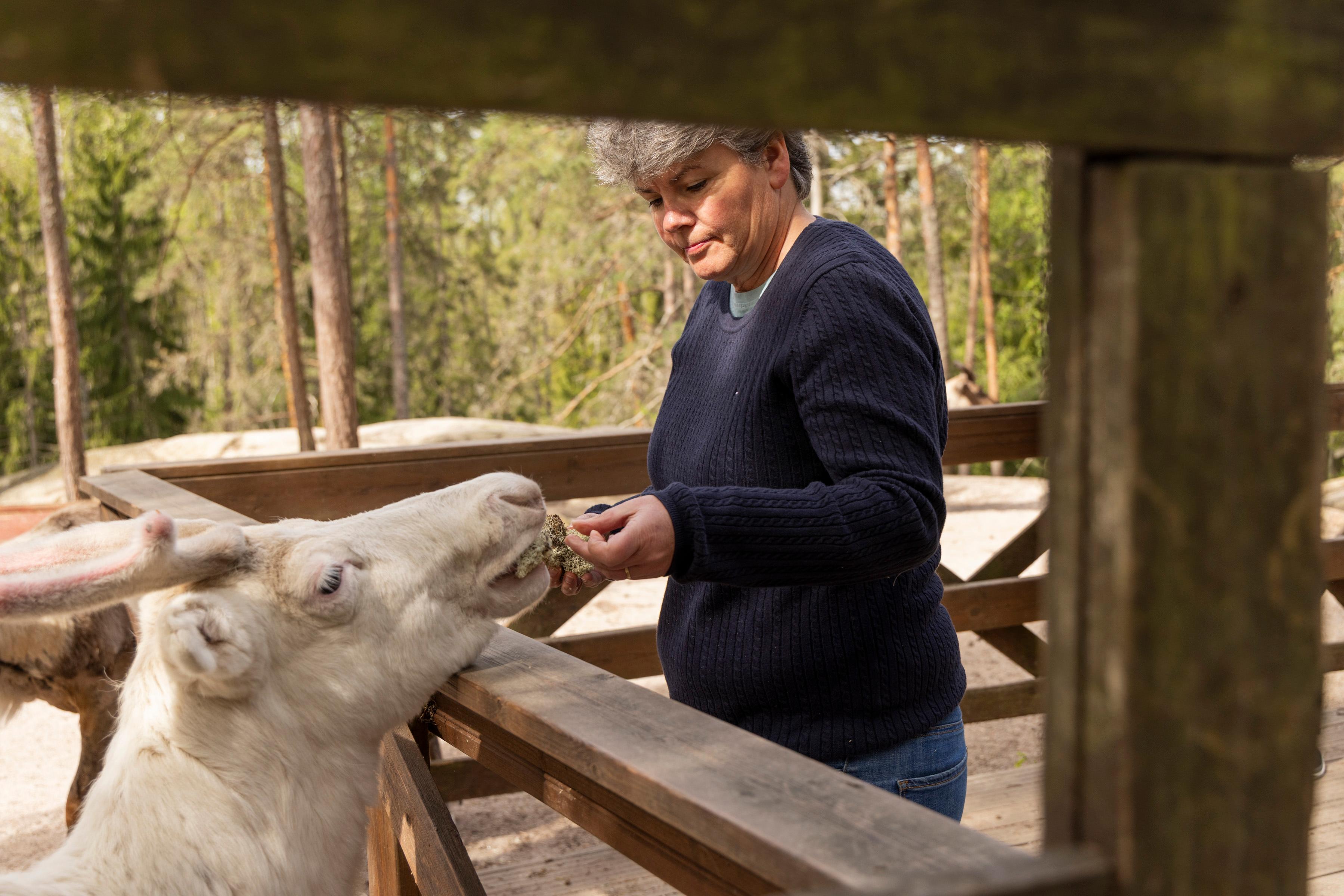 Private Reindeer Sanctuary & Buggy Adventure from Helsinki