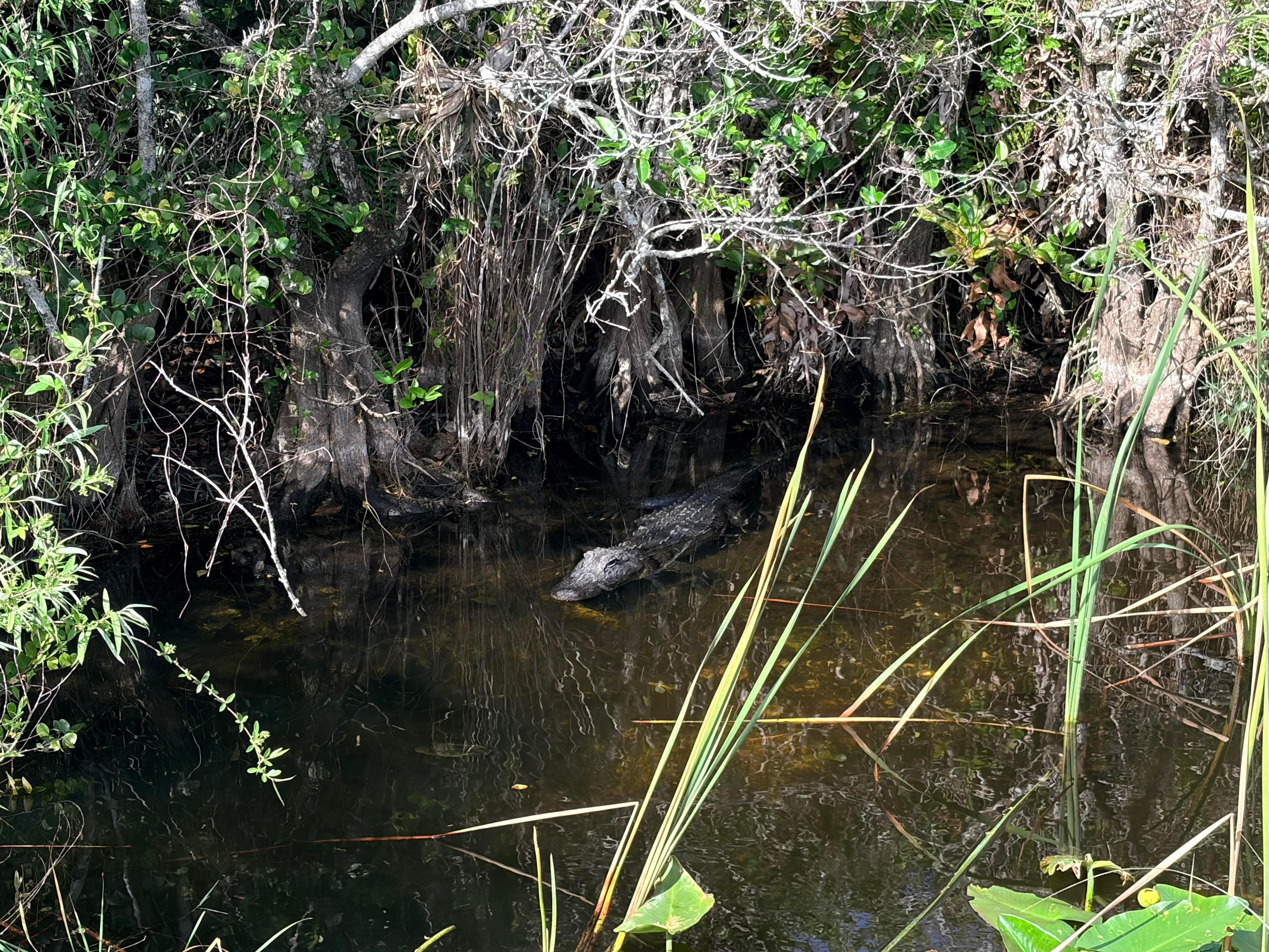 Everglades E-Bike & Wildlife Expedition from Miami