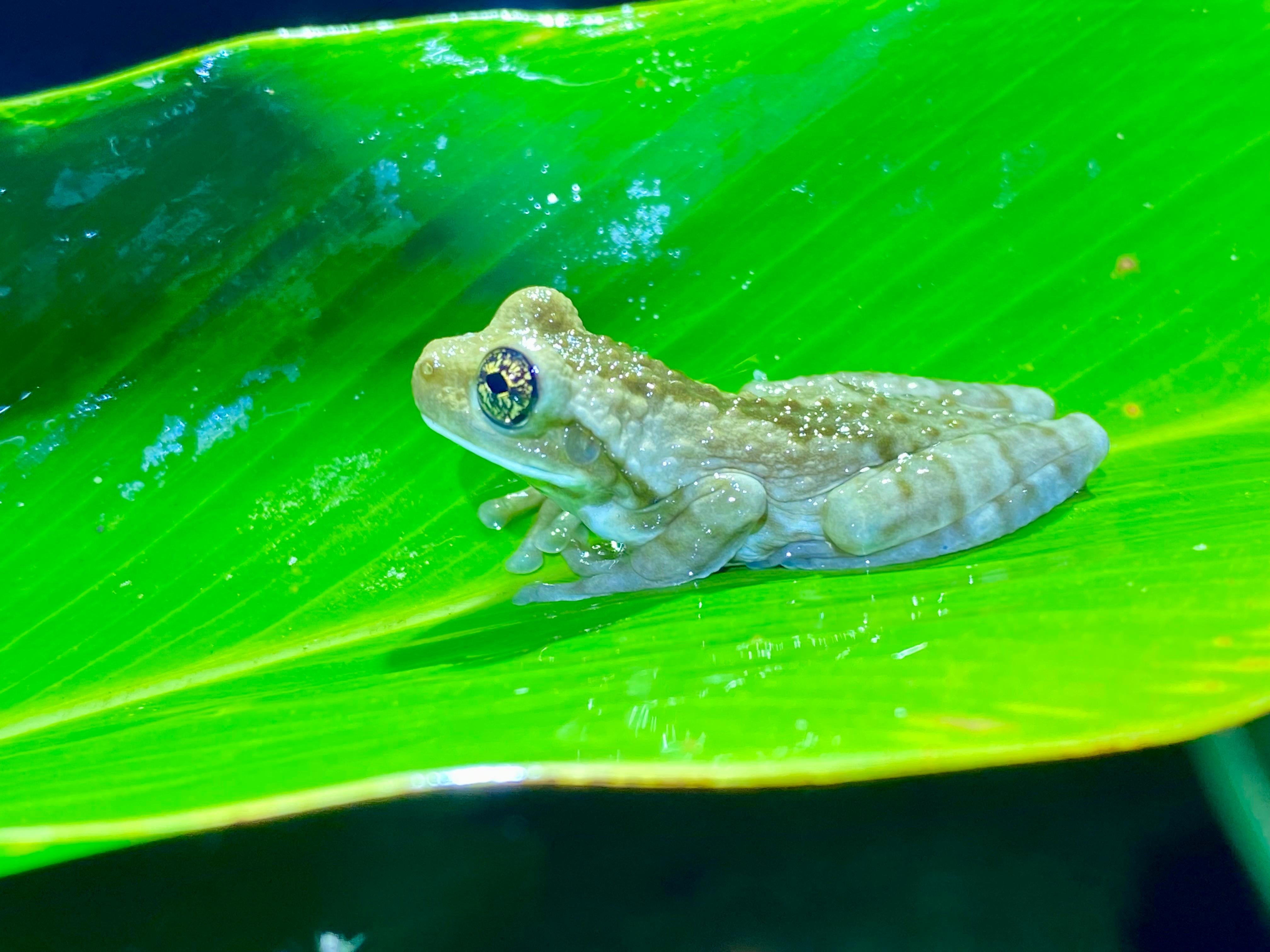 Manuel Antonio Night Wildlife Walk with Expert Naturalist
