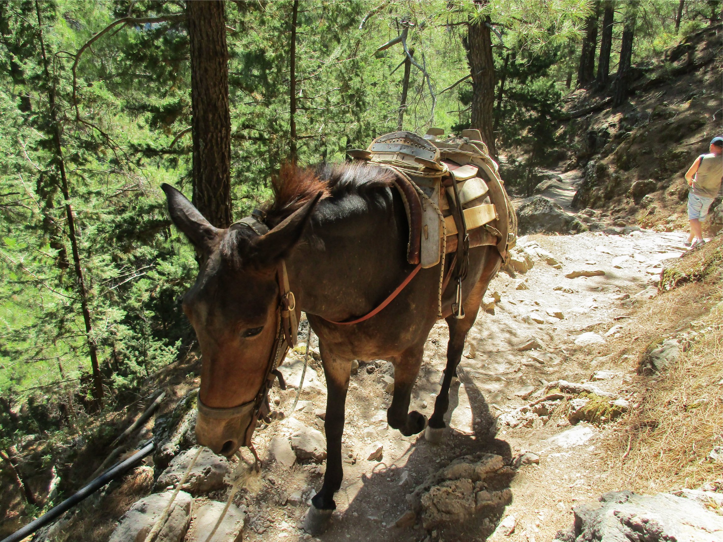 Samaria Gorge hike Crete — Xyloskalo descent, Iron Gates Sideroportes, kri-kri ibex, Agia Roumeli Libyan Sea — image 16