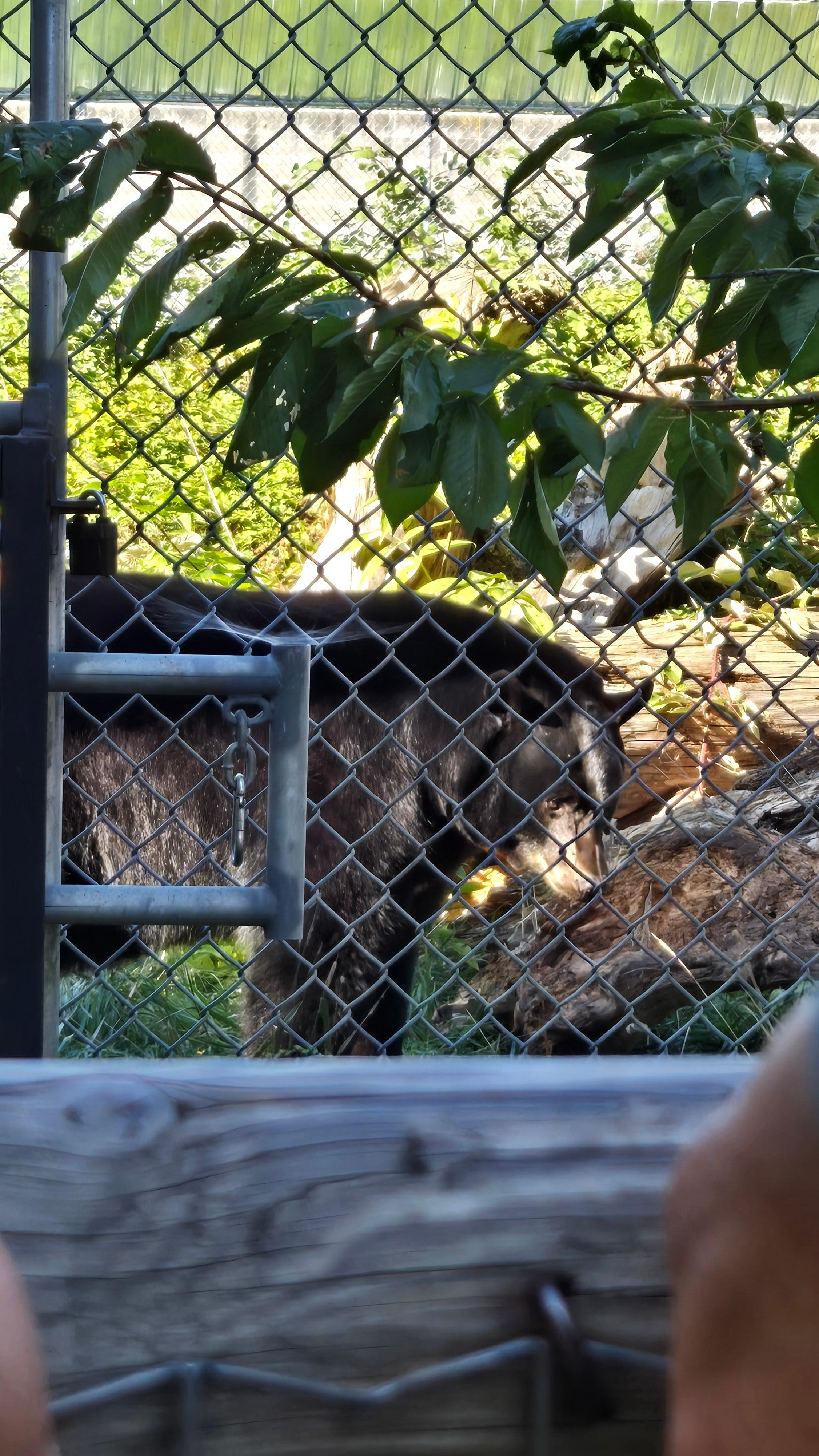 Nanaimo: Cathedral Grove, Waterfalls & Animal Sanctuary