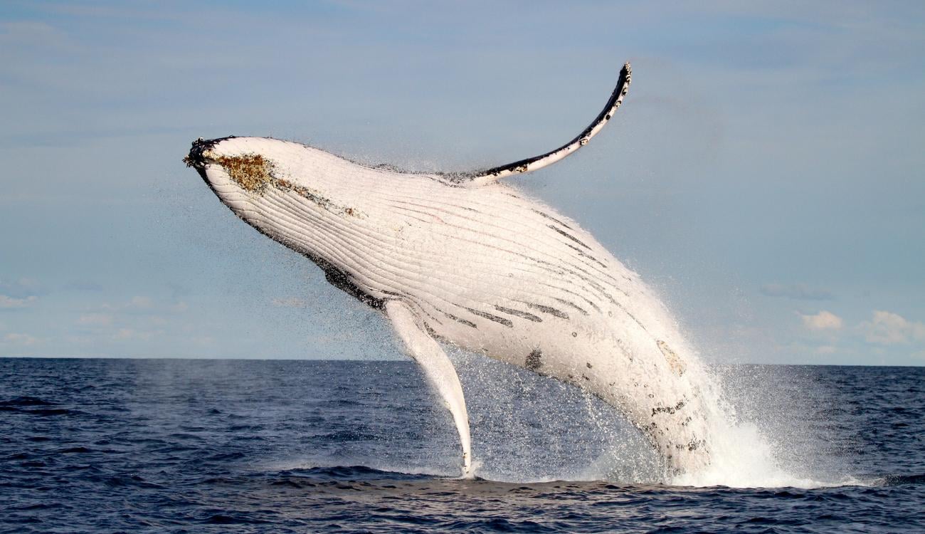 Lake Macquarie Whale Discovery Cruise