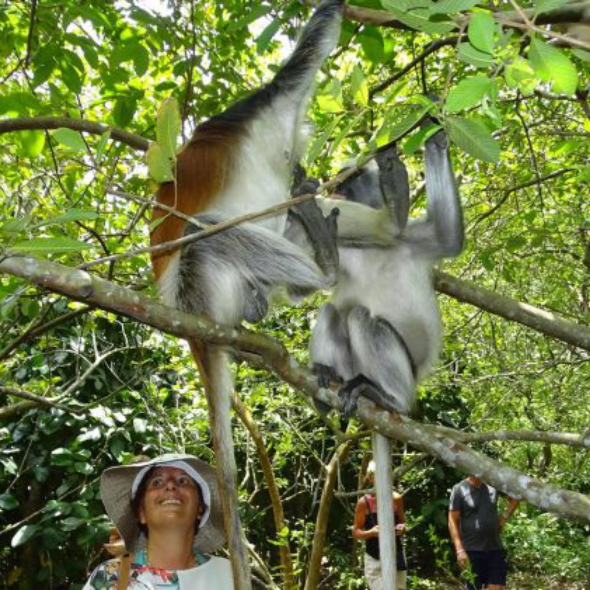 Zanzibar Jozani Forest Private Wildlife Tour