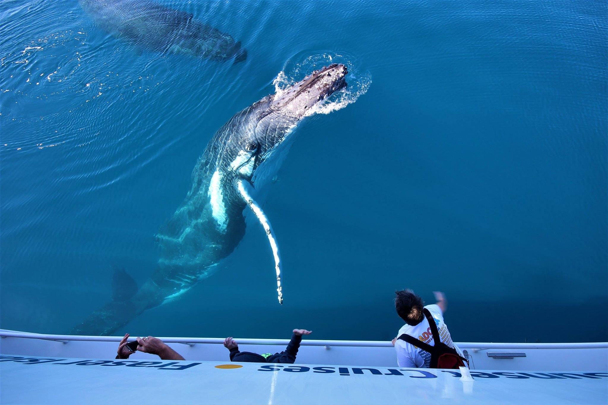 Hervey Bay: Pre-Season Humpback & Dolphin Watching Cruise