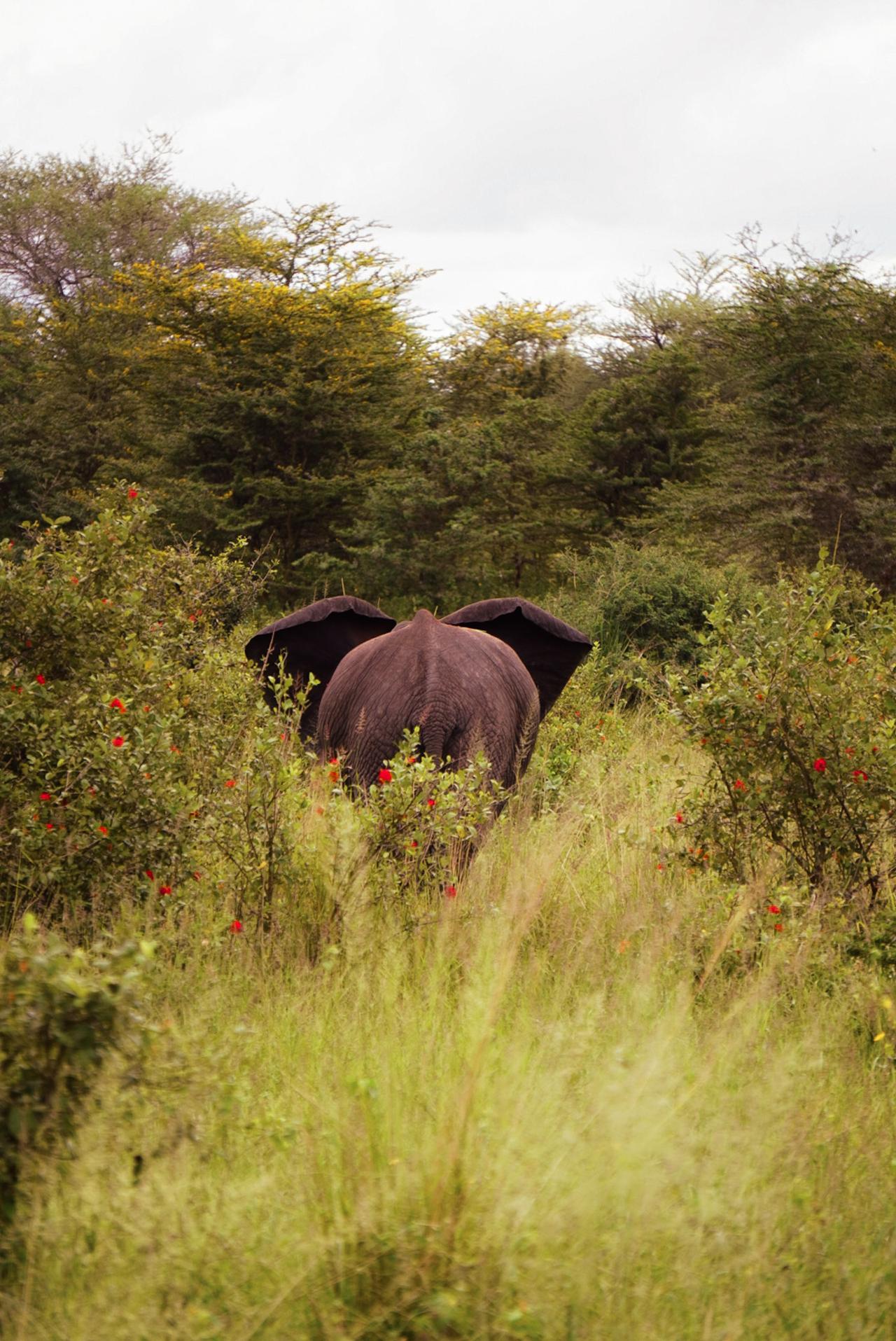 Zanzibar to Selous: Full-Day Safari with Bush Lunch (+ 2-Day Option)