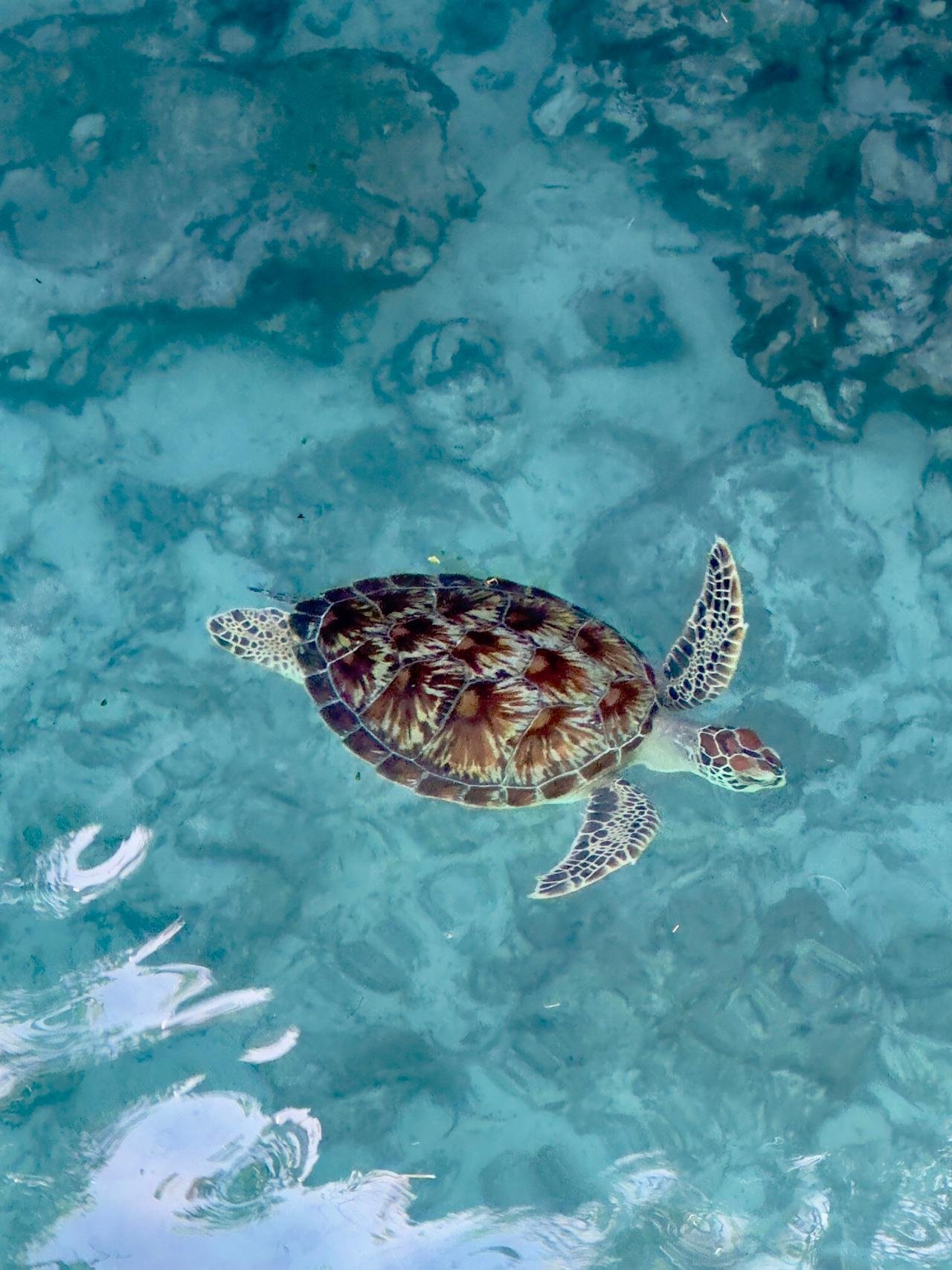 Zanzibar: Swim with Sea Turtles at Salaam Cave, Kizimkazi