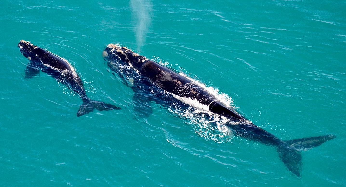 Hermanus Whale Watching & Betty's Bay Penguins Full-Day Tour