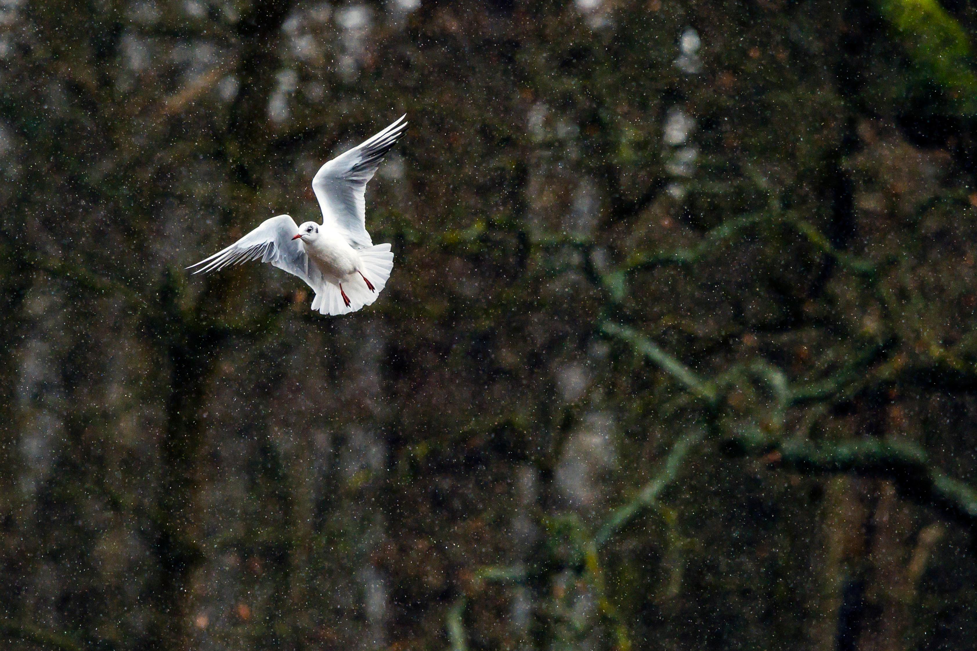 London: Richmond Park Nature Photography Workshop
