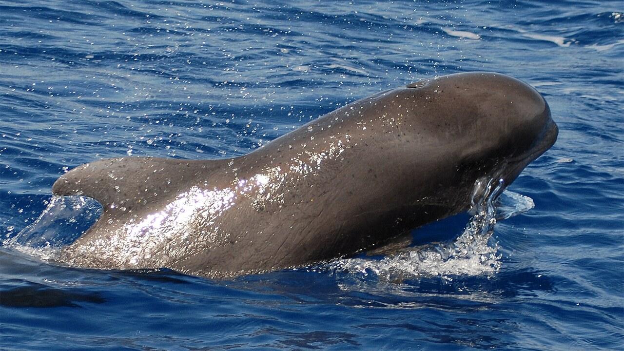 Tenerife Eco-Yacht Whale & Dolphin Watching Cruise