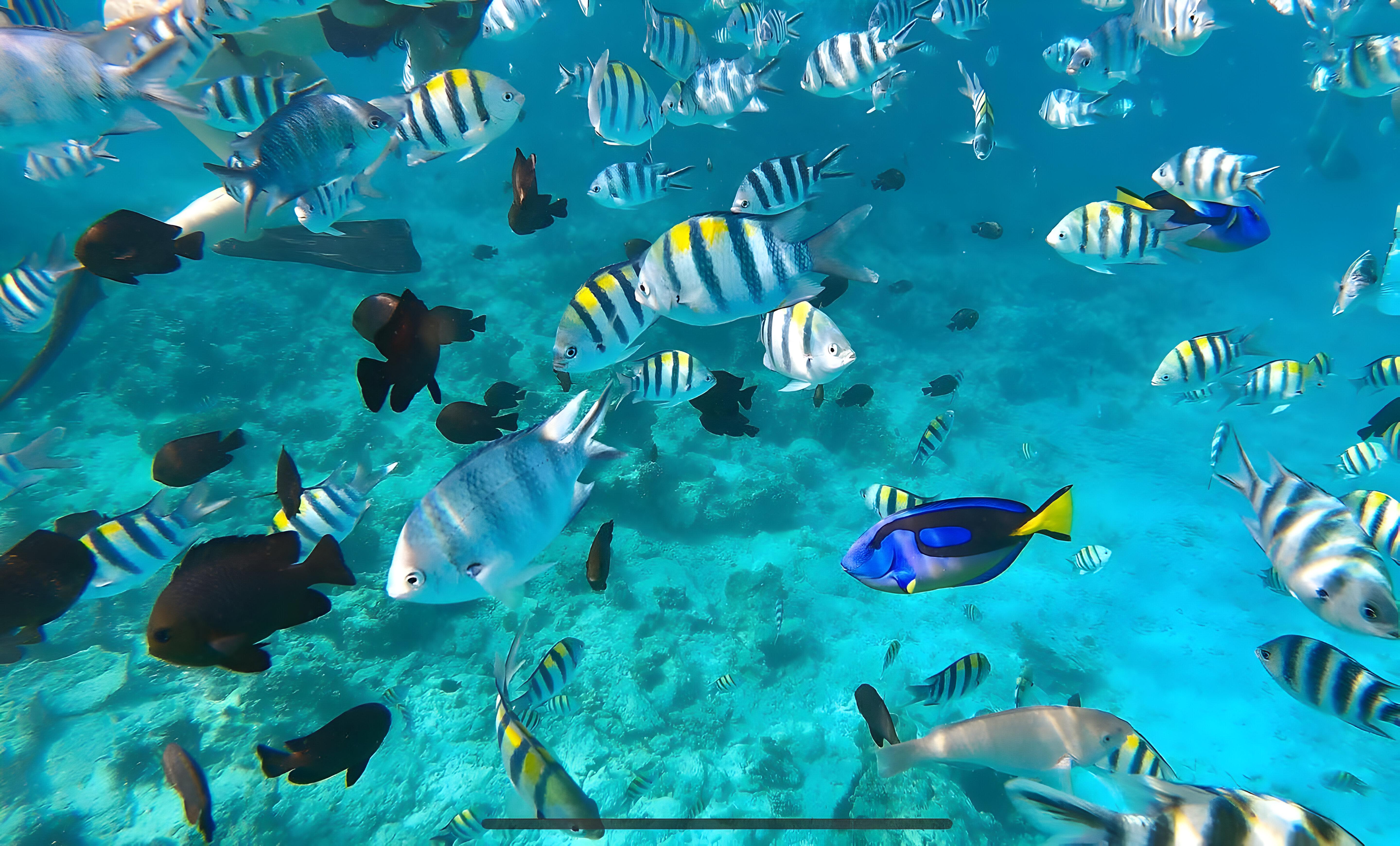 Mnemba Island Dolphin Swim & Snorkeling Adventure