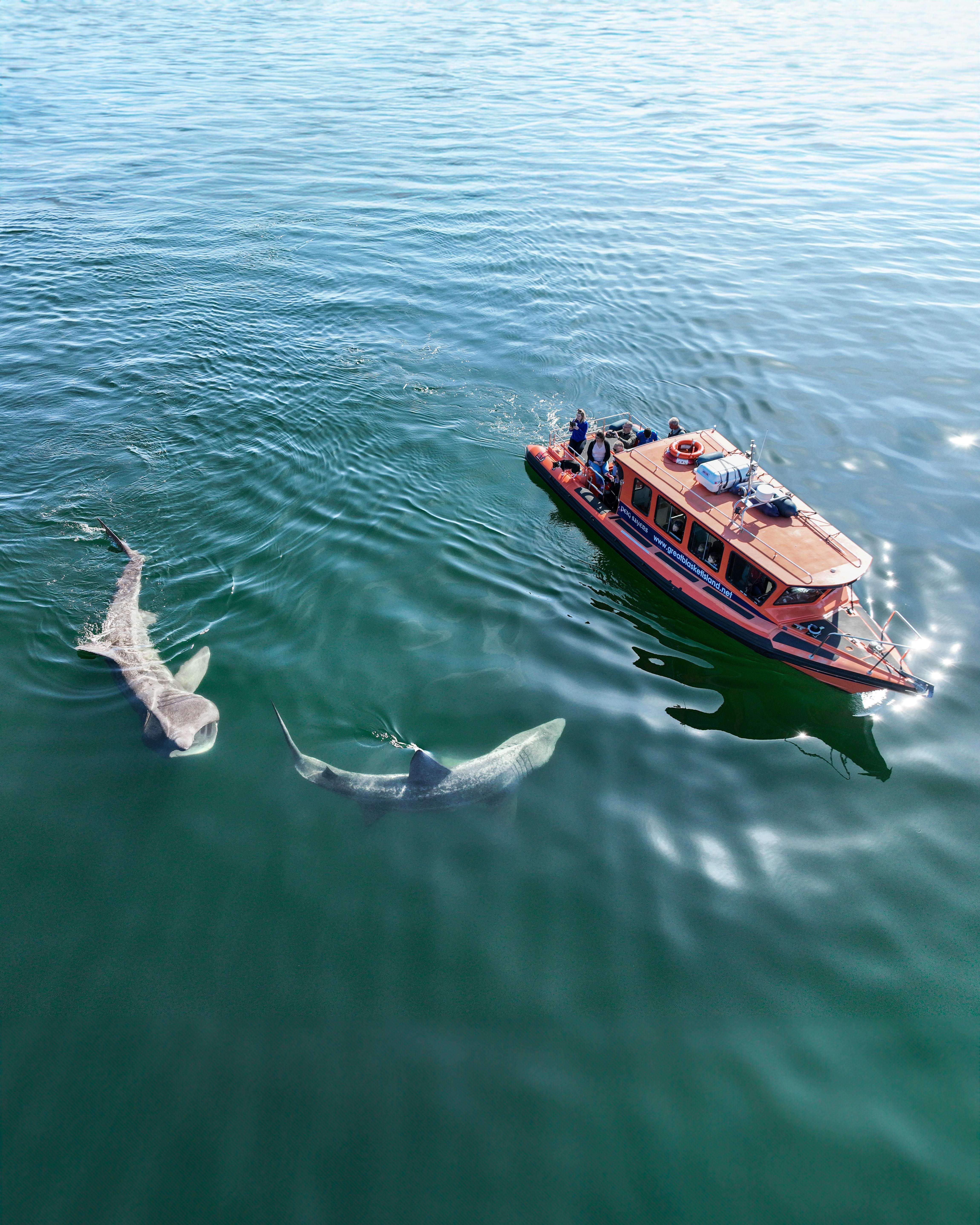 Blasket Island RIB Adventure with Wildlife Spotting
