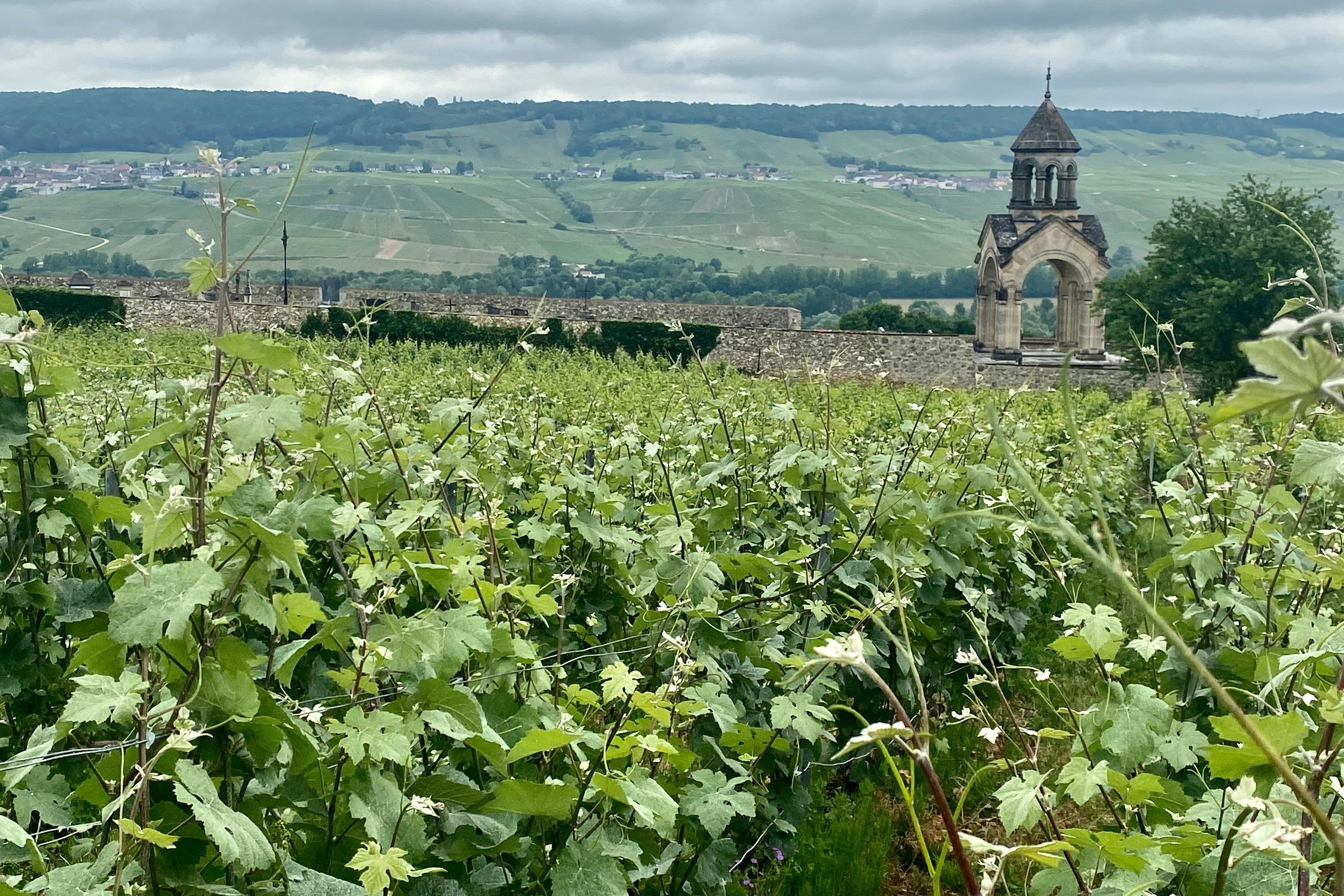 Private Champagne tour — Mercedes V-Class, riddling racks, grower vigneron lunch, 9-glass tasting — image 8
