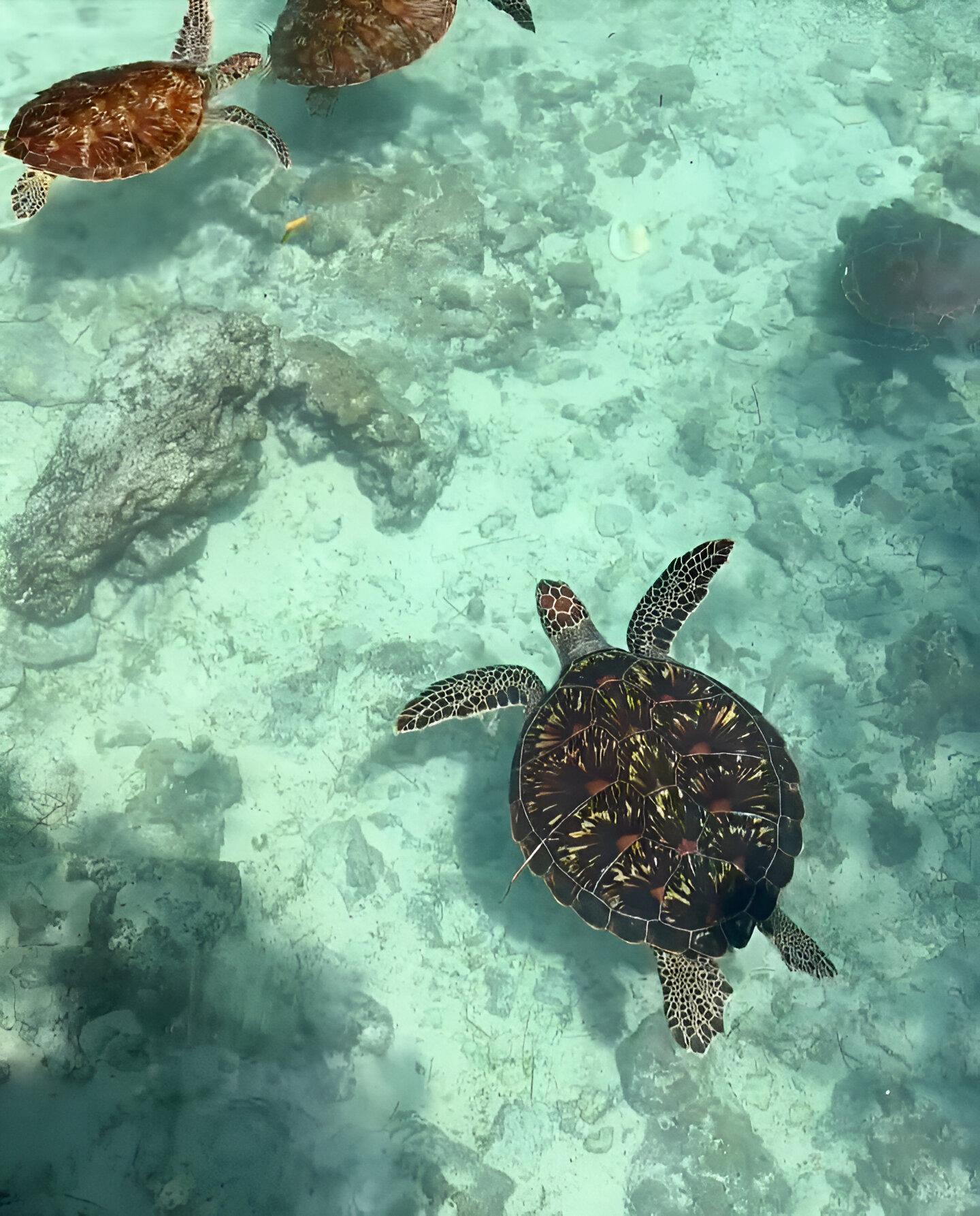 Mnemba Island Dolphin Swim & Snorkeling Adventure