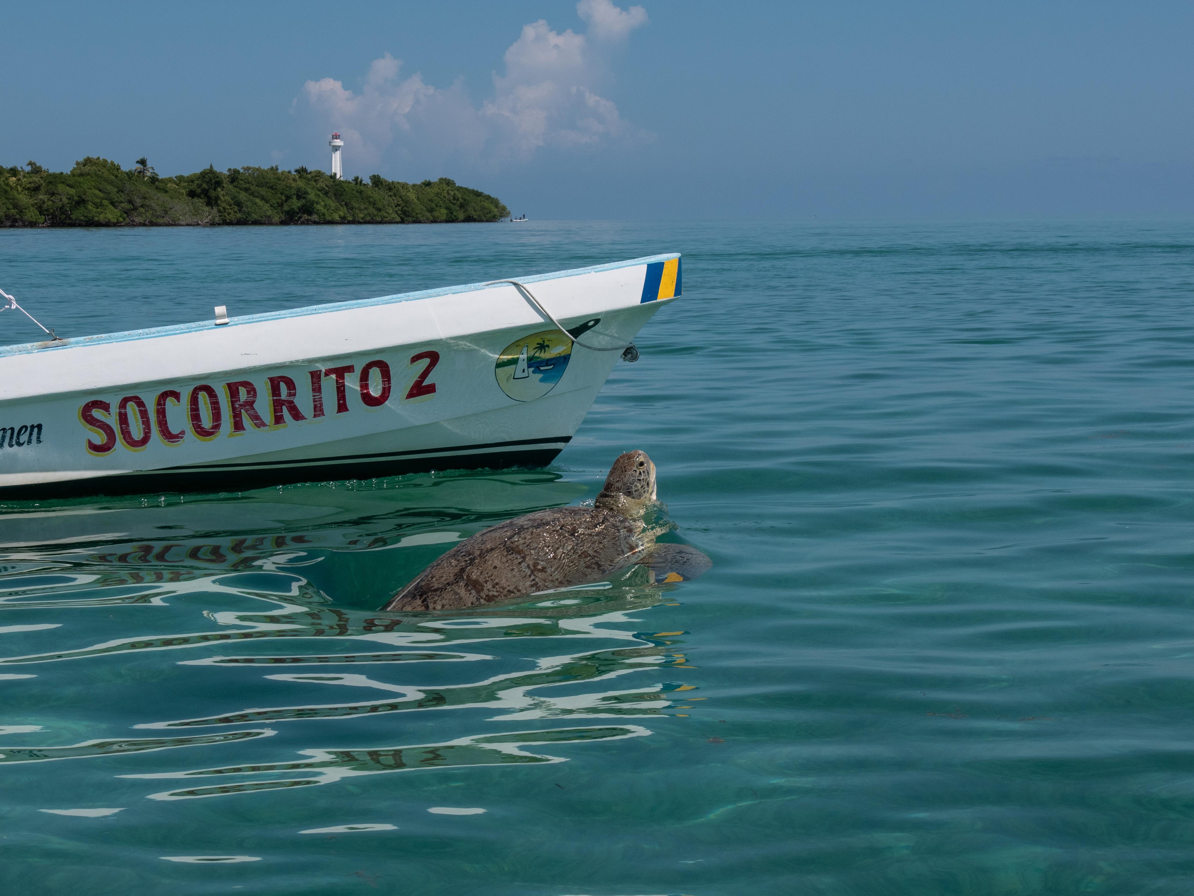 Sian Ka'an Reserve: Dolphins, Turtles & Snorkeling Day Trip