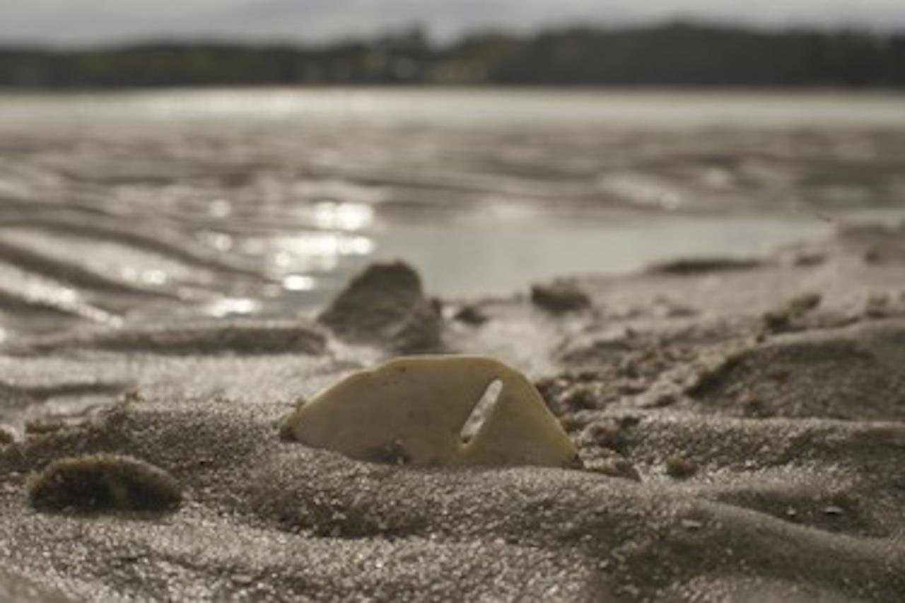 Disappearing Island & Dolphin Discovery Tour