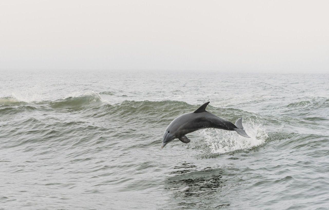 Calabash Dolphin Watching Cruise