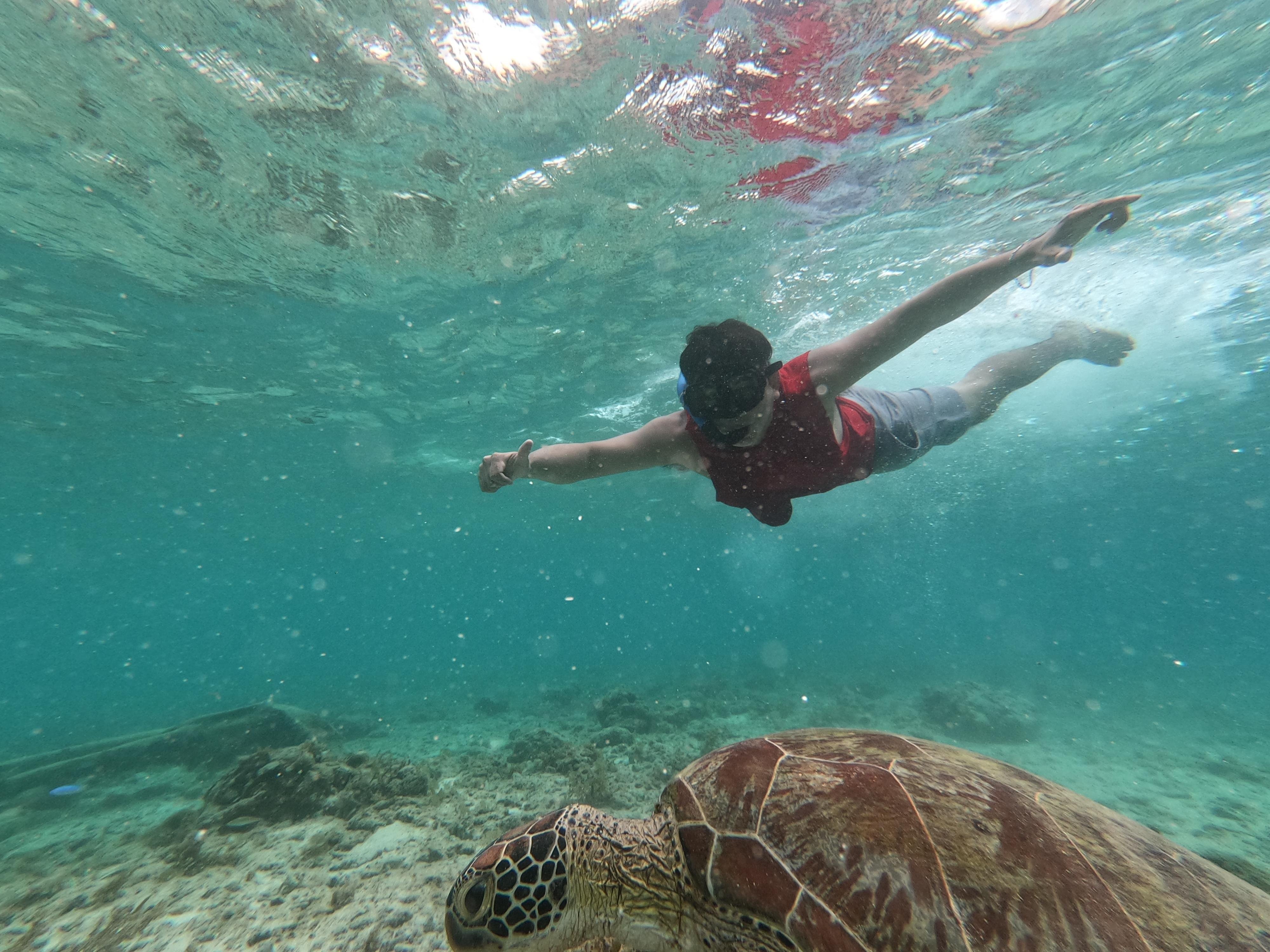 Cebu Full-Day Adventure: Whale Sharks, Kawasan Falls & Moalboal Sardines