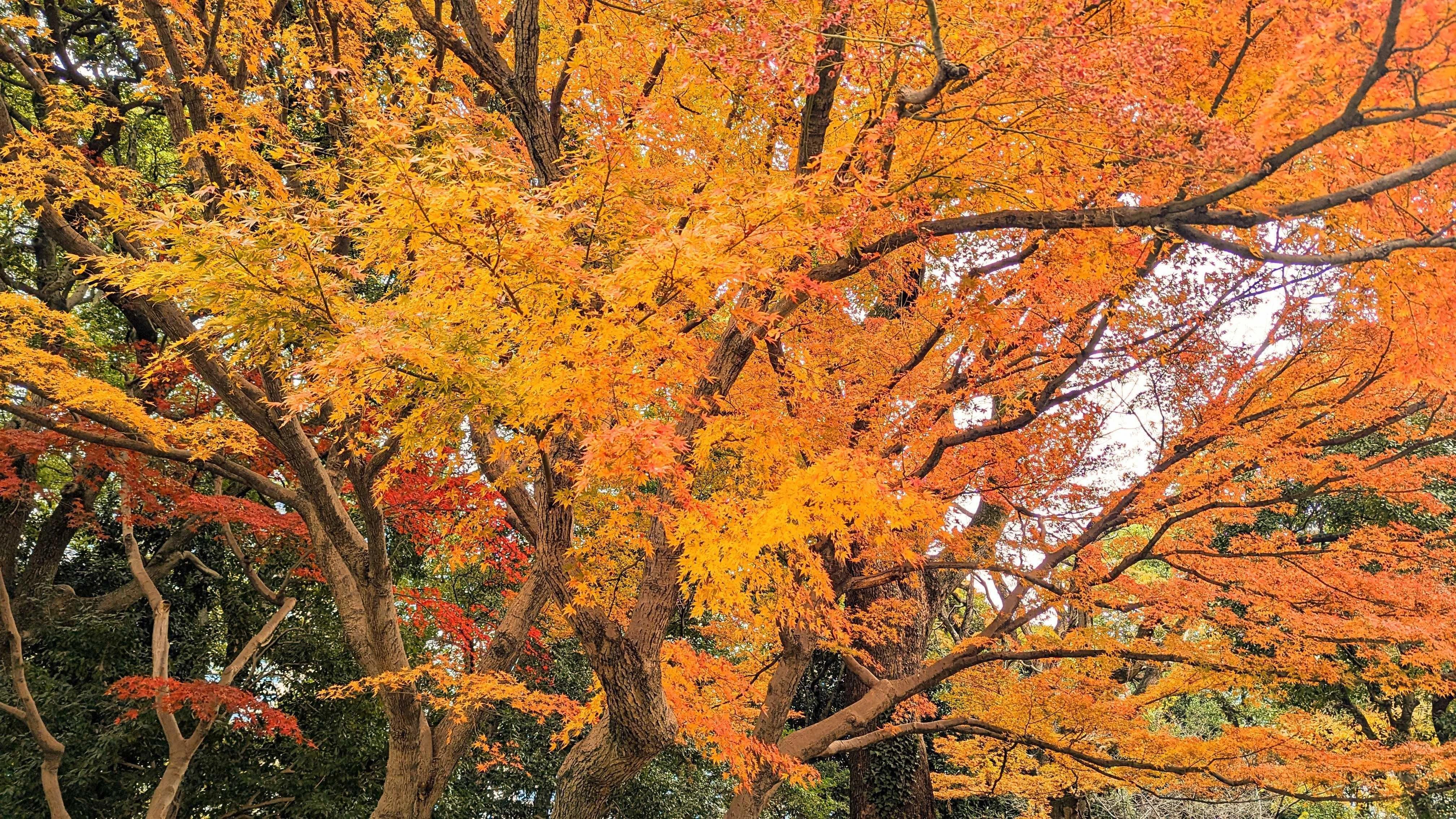 Private Imperial Palace & Edo Castle History Tour