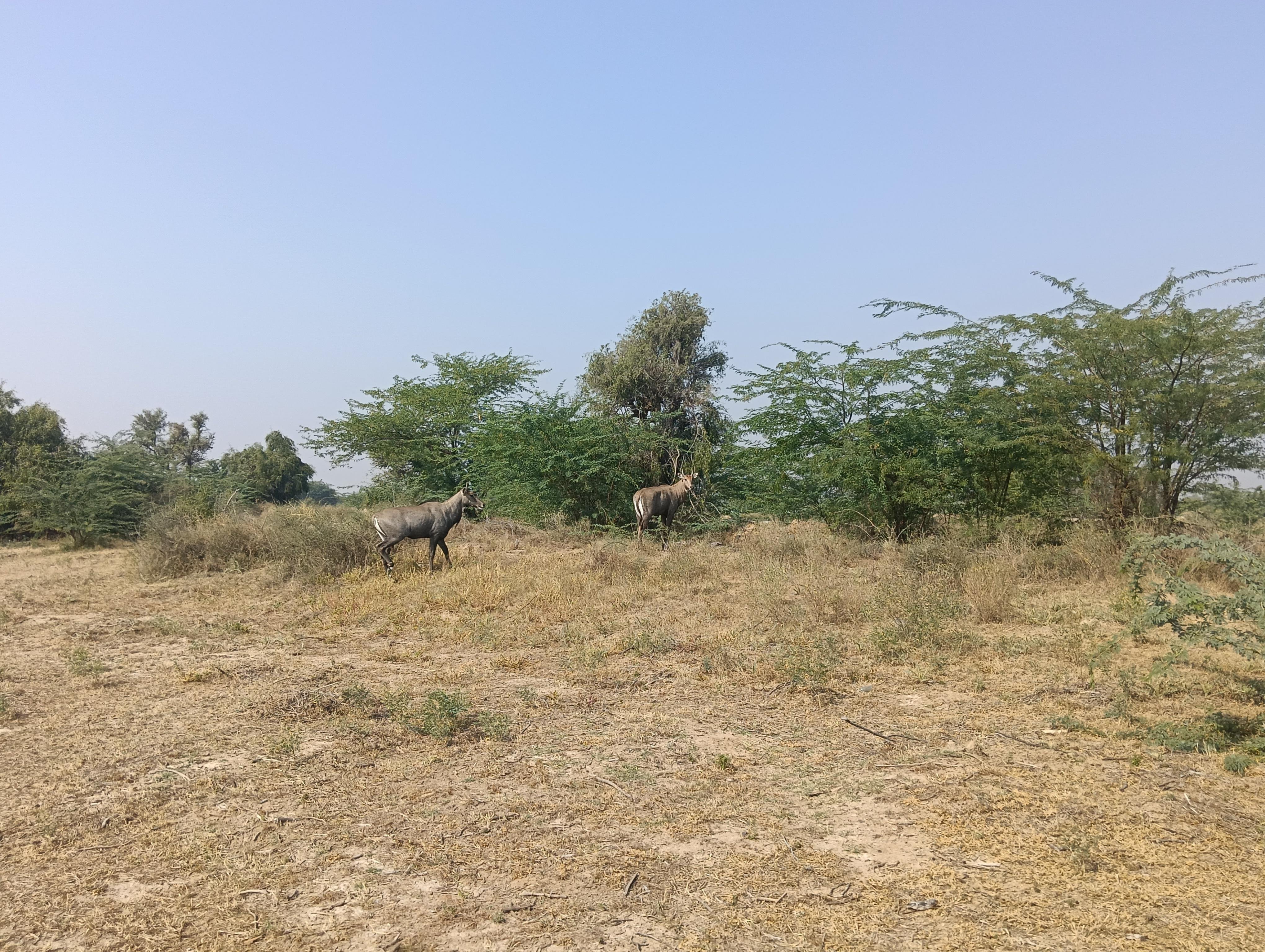 Bishnoi Village Cultural Jeep Safari