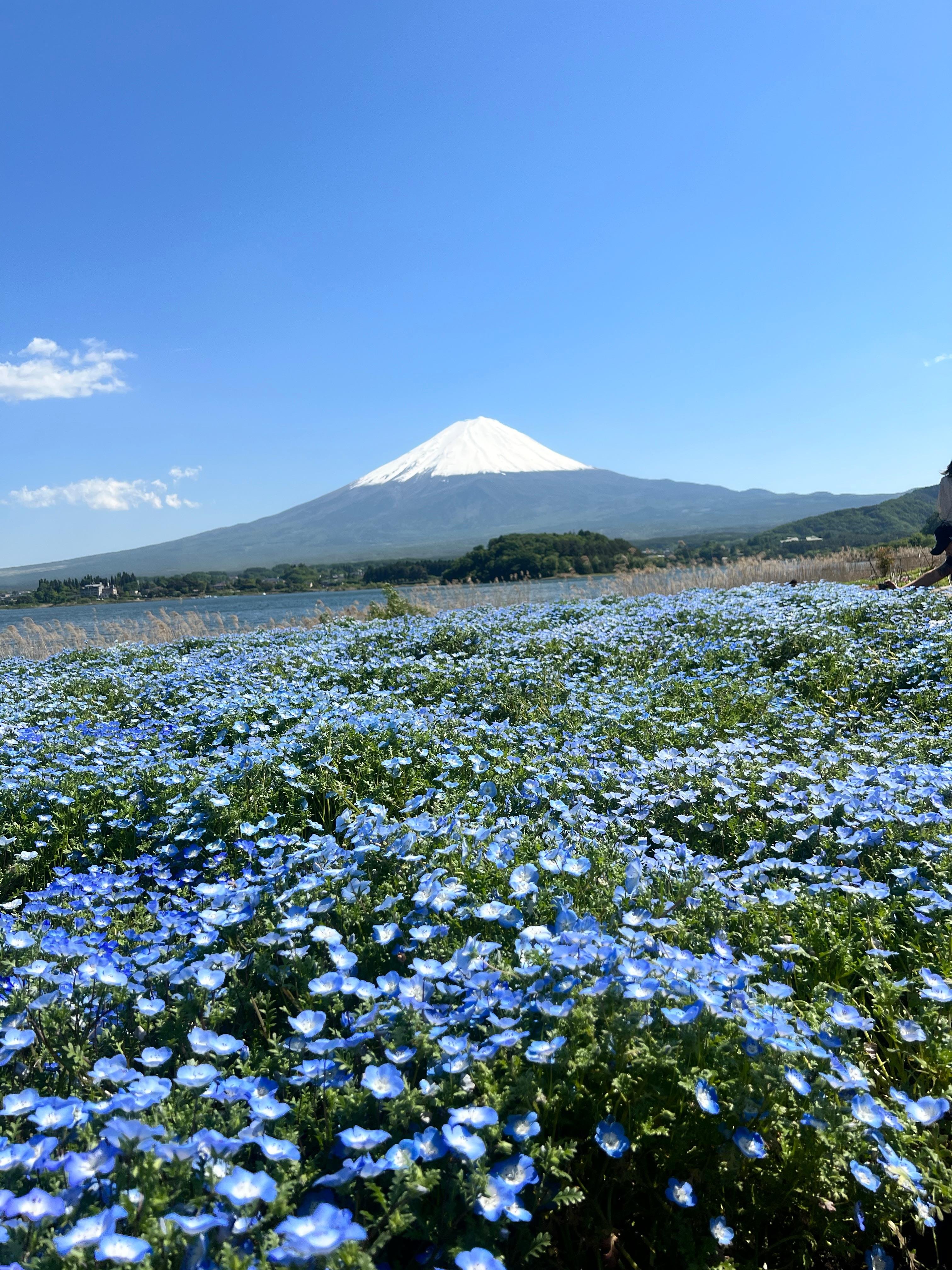 Mount Fuji & Hakone Custom Full-Day Private Tour from Tokyo