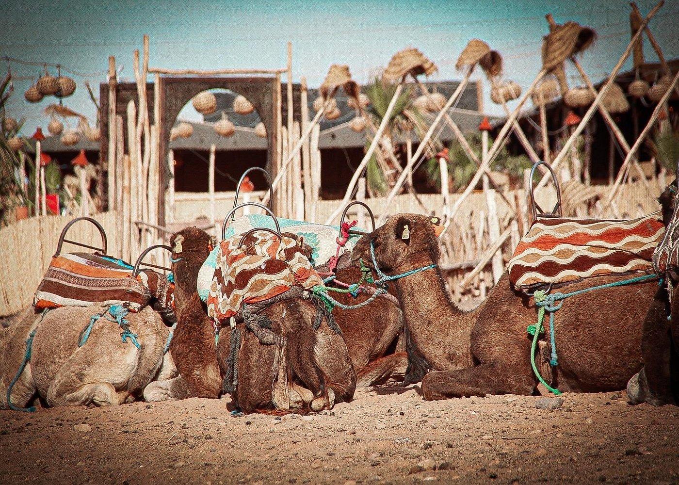Agafay Desert Evening: Quad, Camel Ride & Dinner Under the Stars