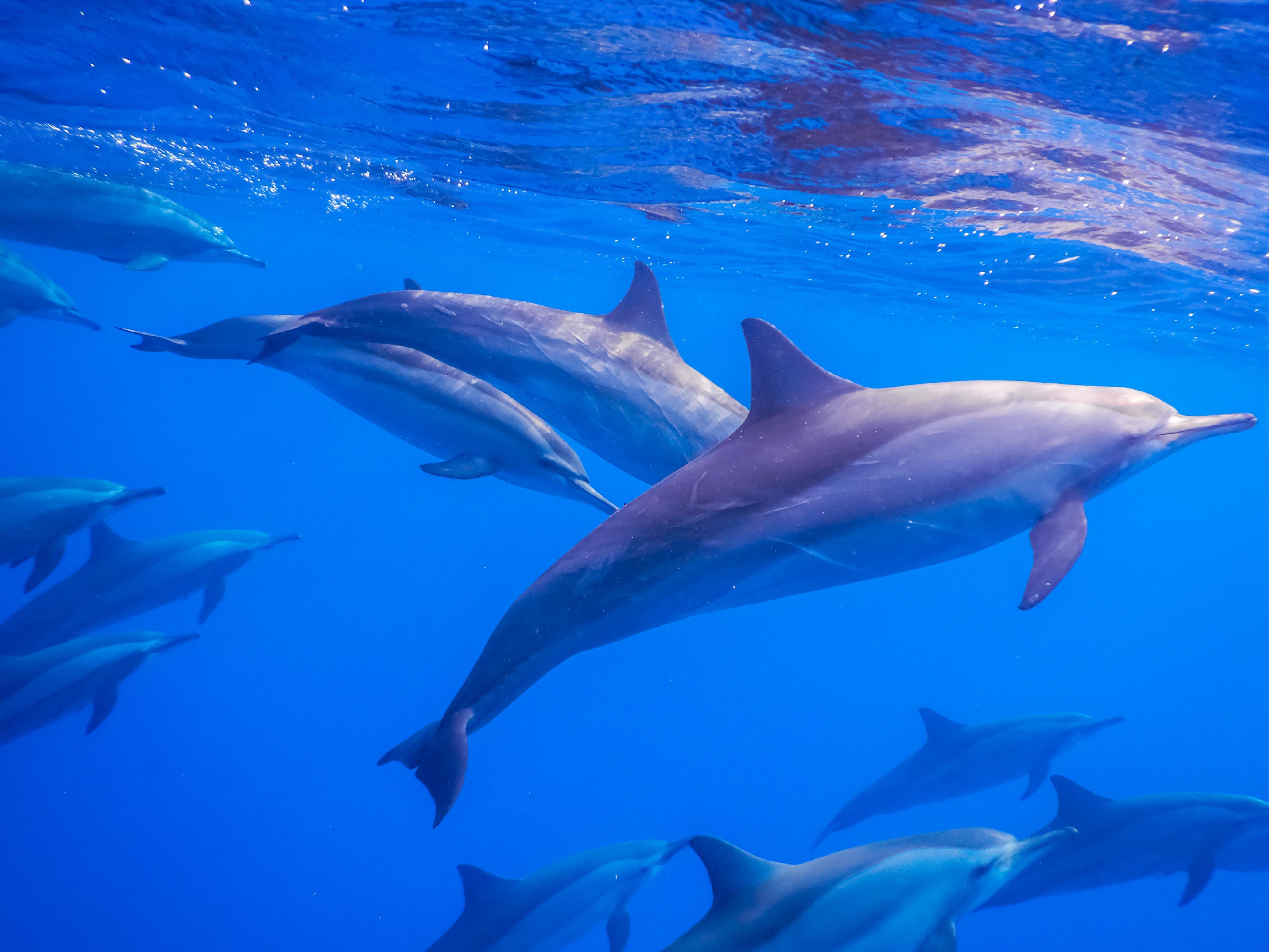 Mauritius Speedboat Dolphin Swim & Crystal Rock Snorkel